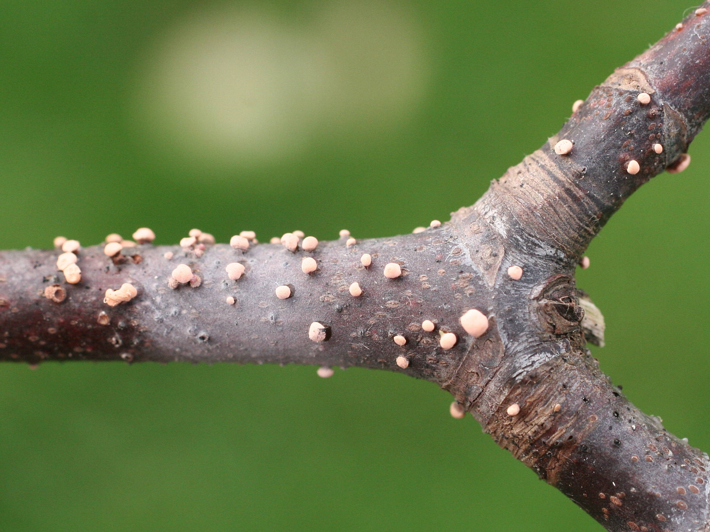 nectria_cinnabarina1md