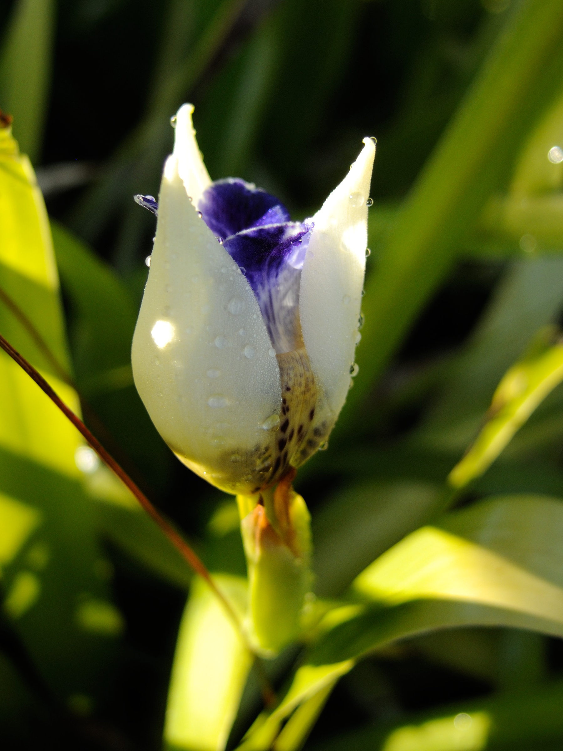 neomarica_gracilis2md