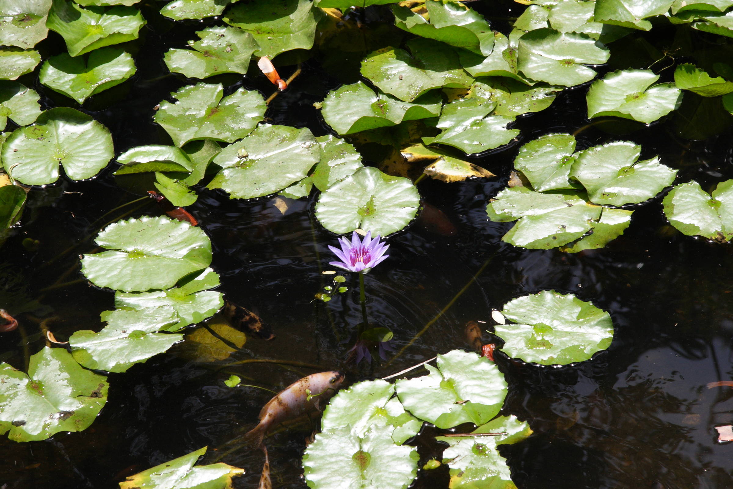 nymphaea_capensis1md