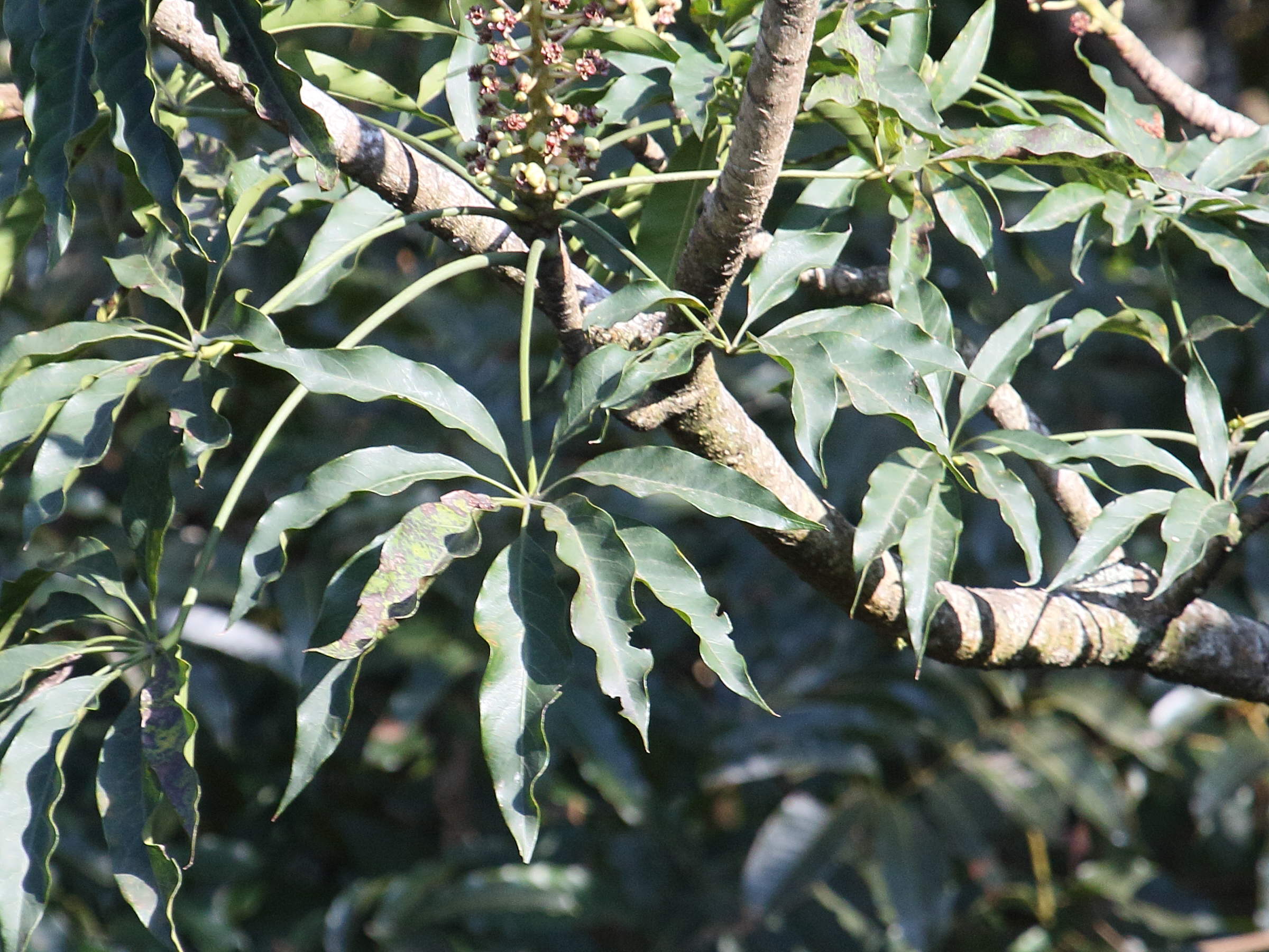 oreopanax_xalapensis4bd