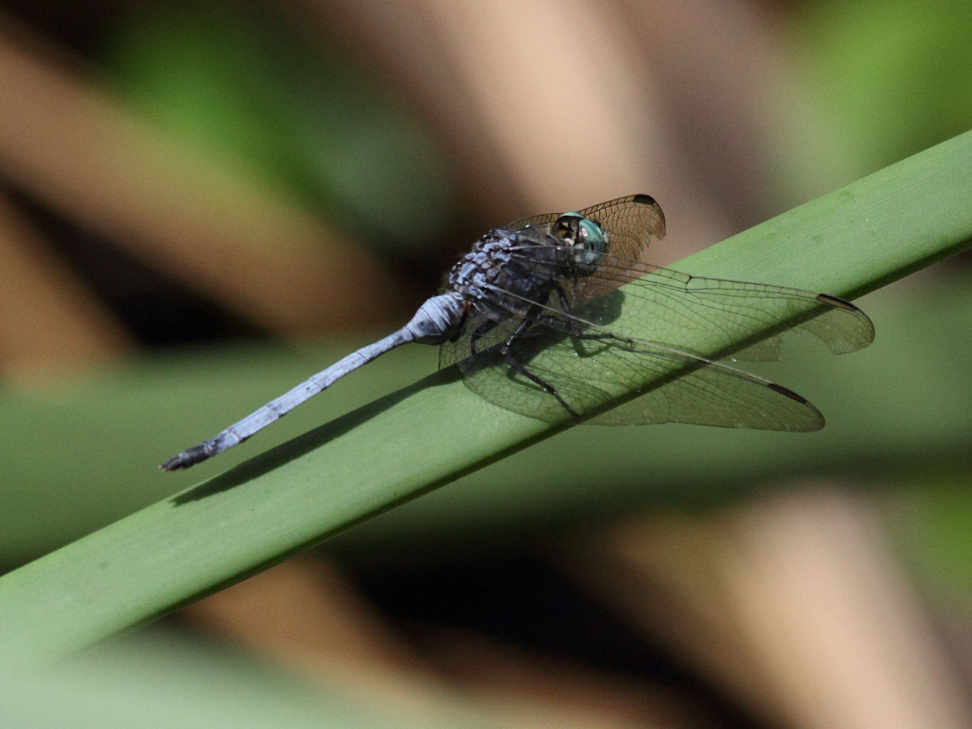 orthetrum_stemmale1bd