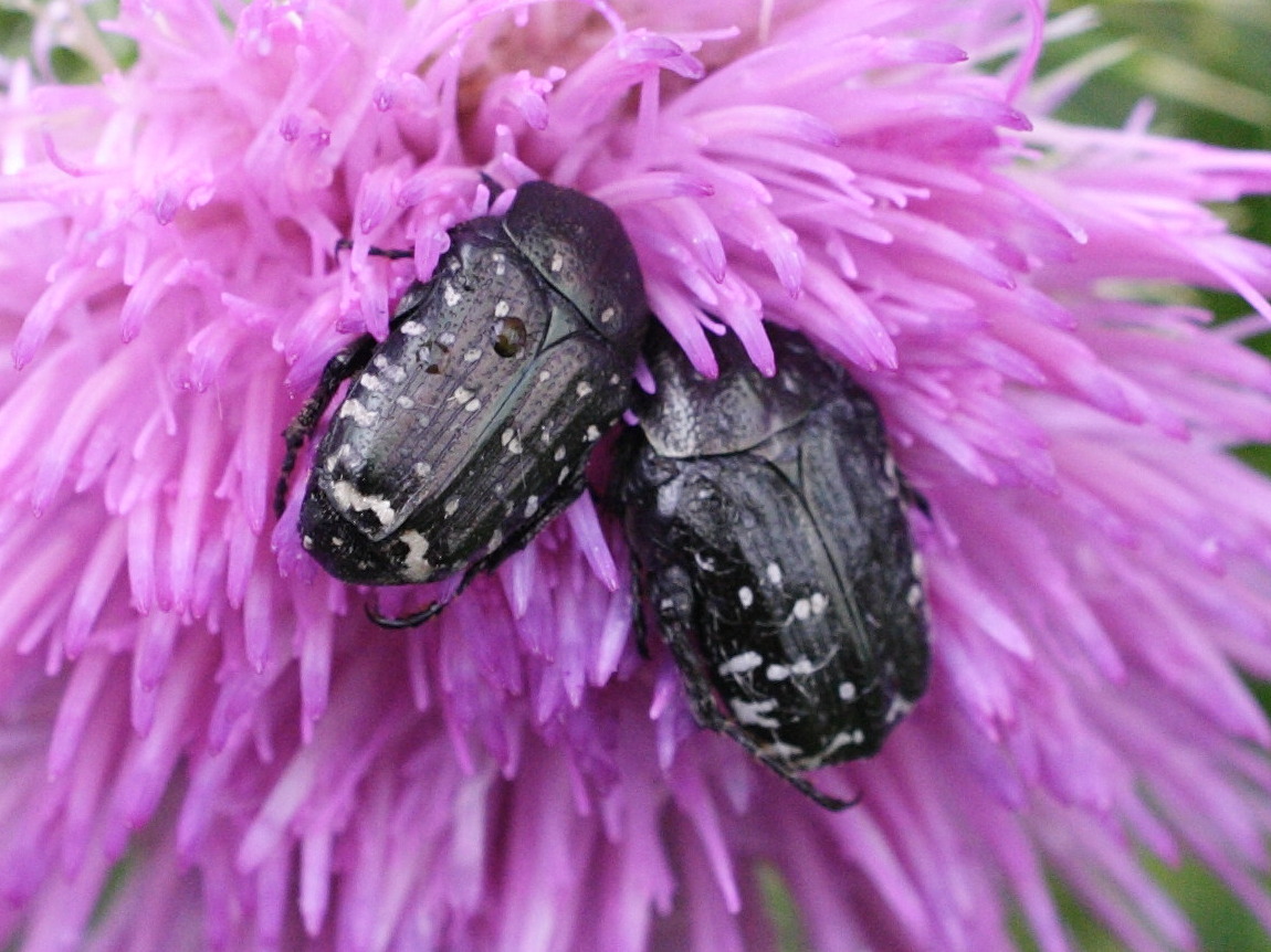 oxythyrea_funesta1md