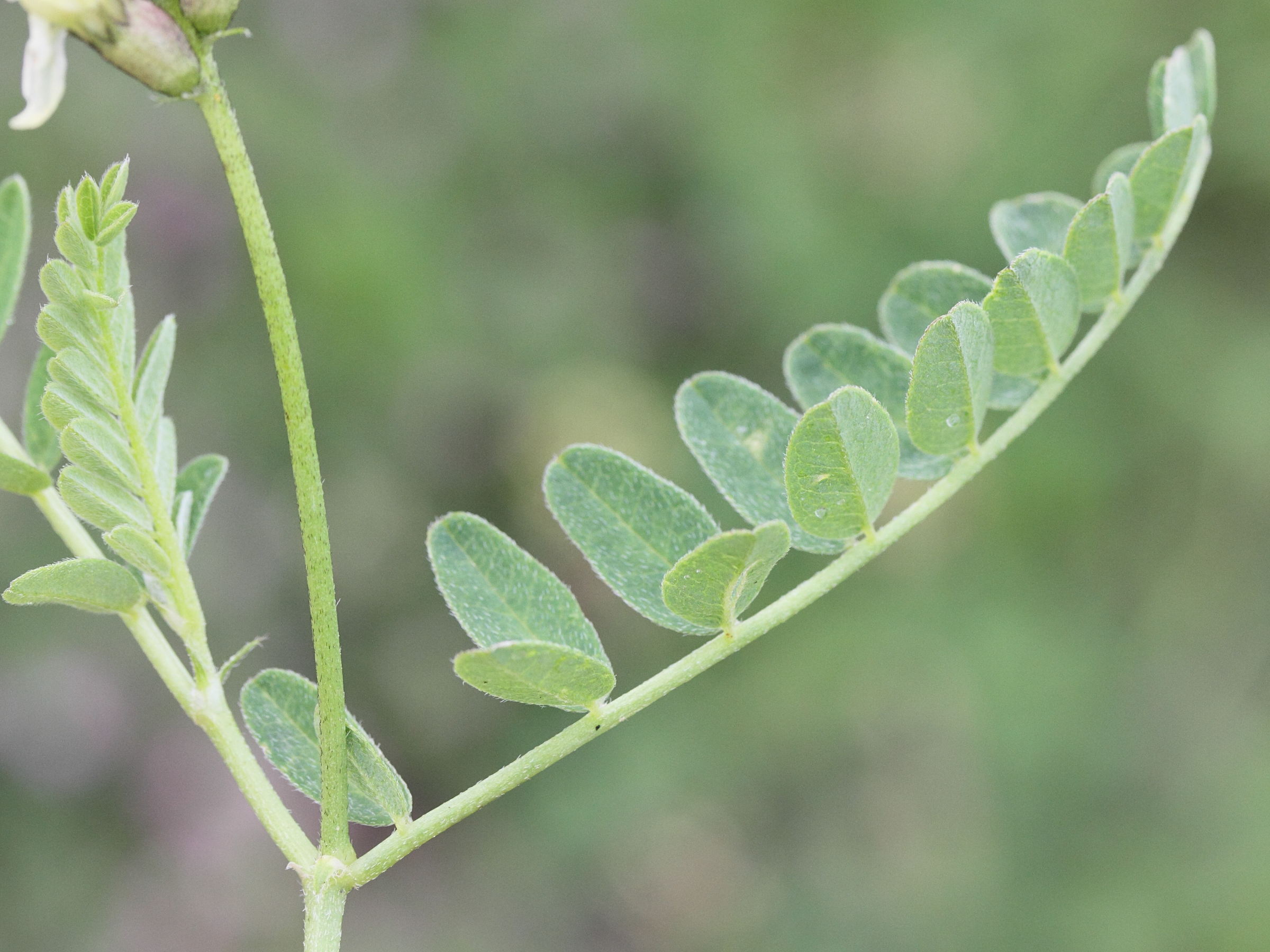 oxytropis_campestris2md