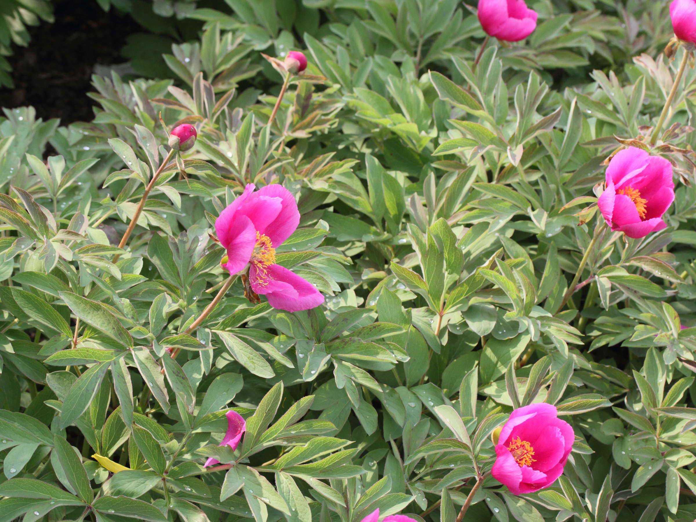 Paeonia_arietina