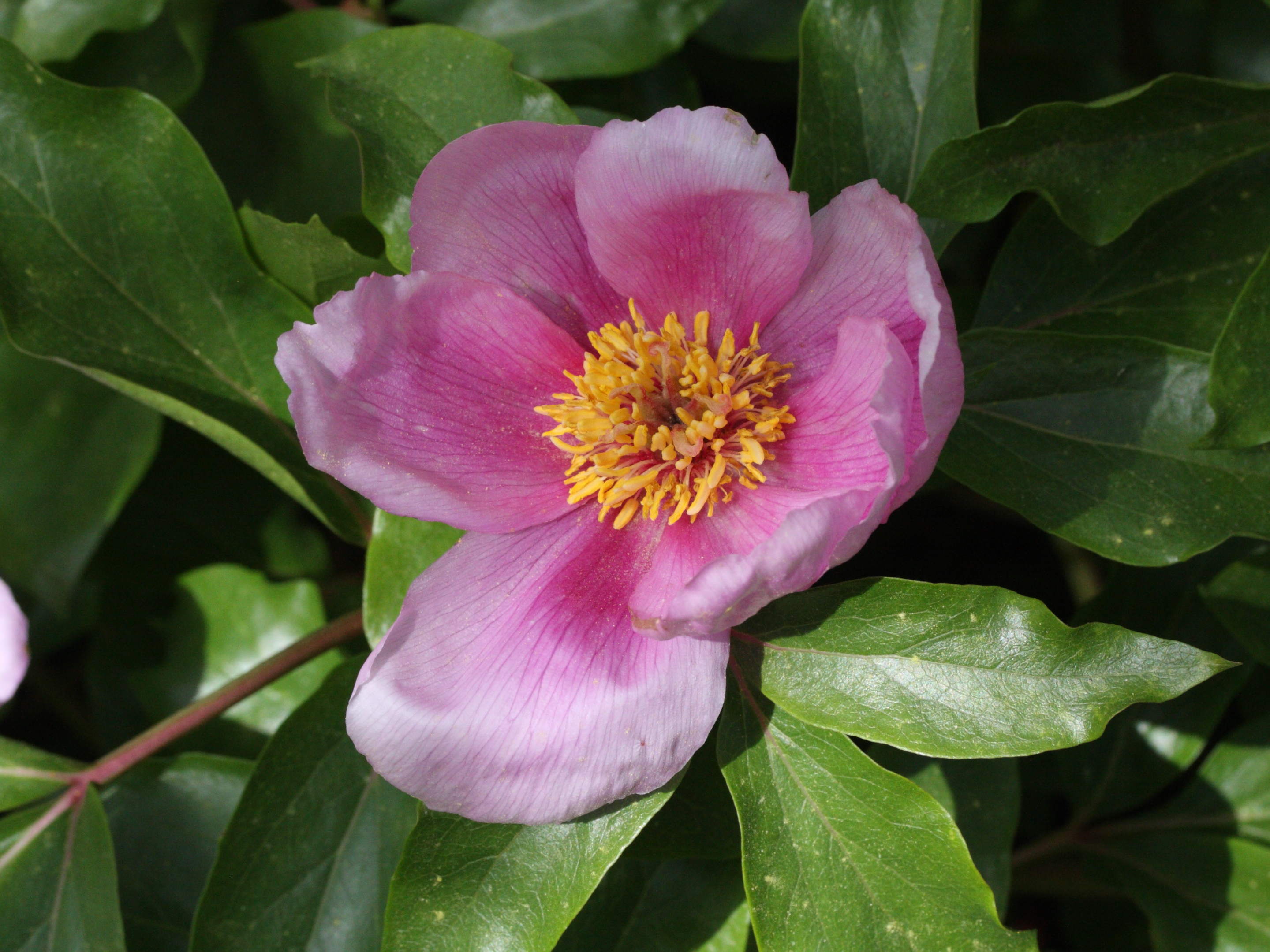 paeonia_mascula_russoi2md