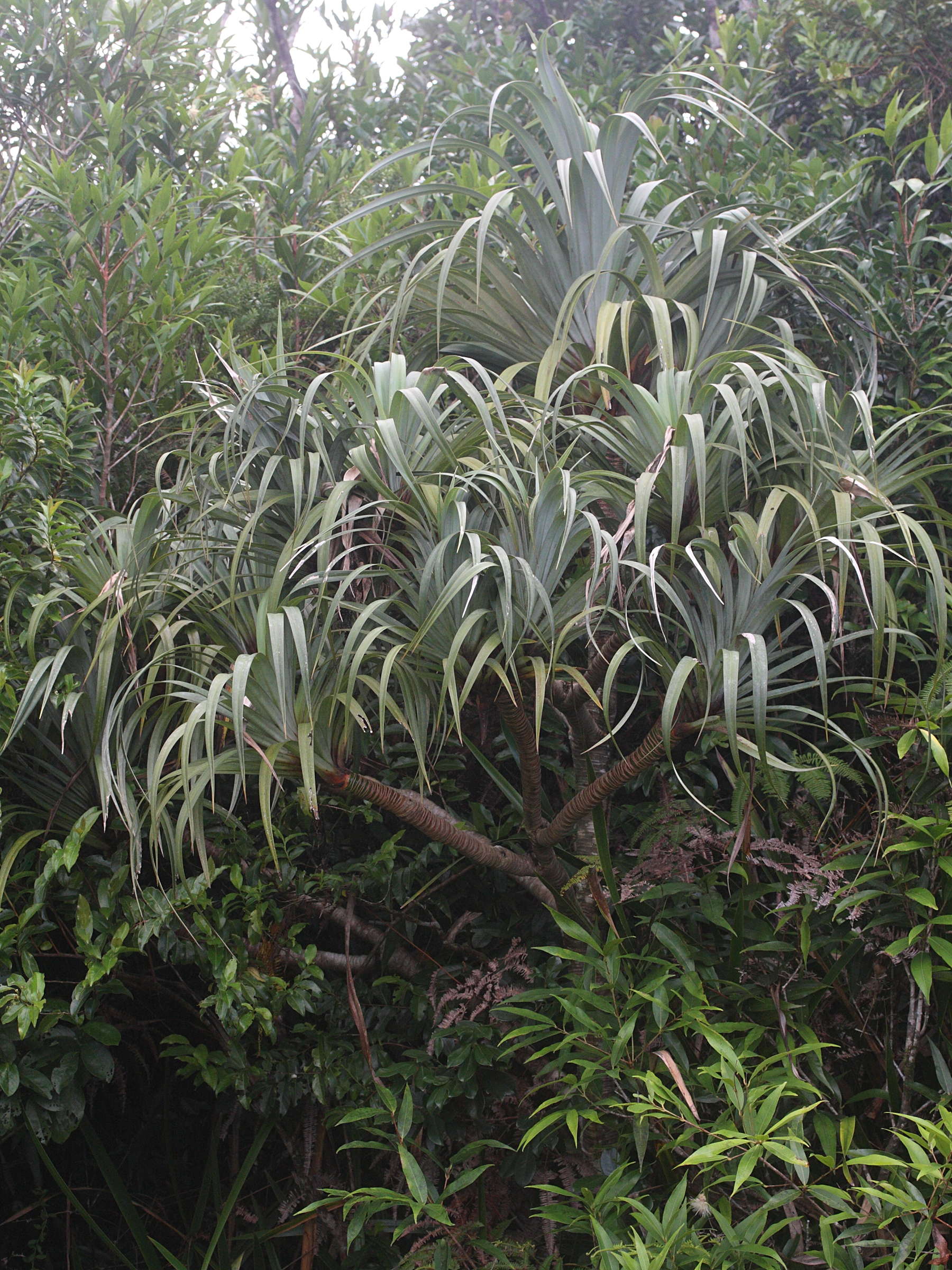 pandanus_sylvestris4md