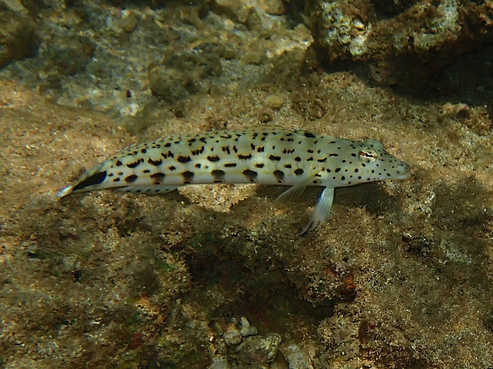 parapercis_hexophthalma1bd