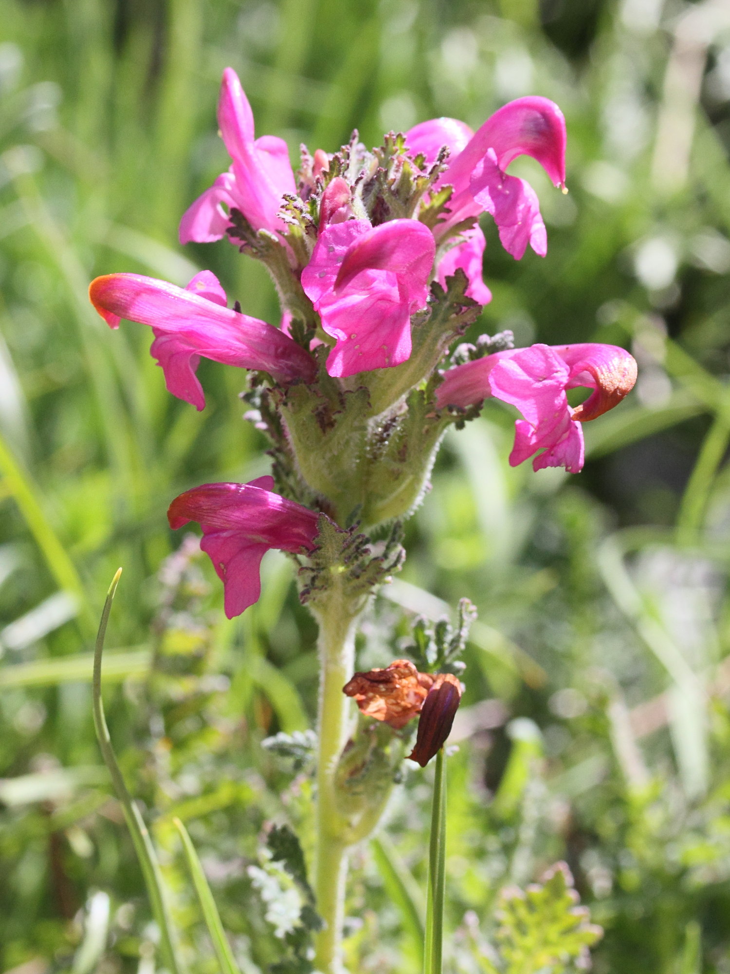 Afficher le média pedicularis_gyroflexa1md pedicularis_gyroflexa1md