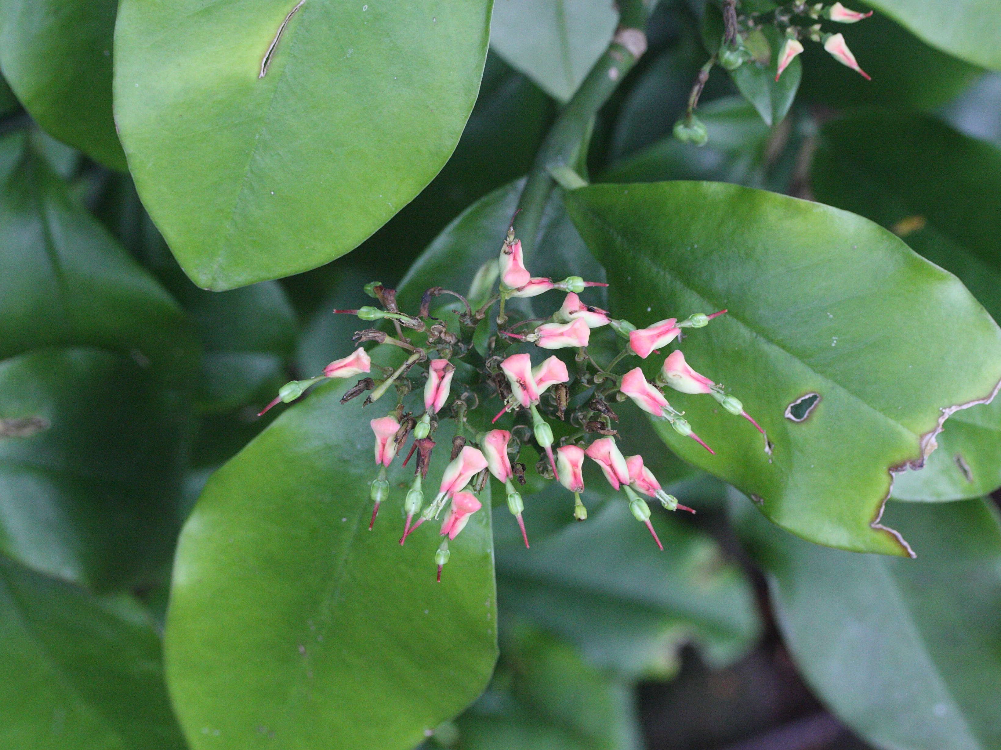 Afficher le média pedilanthus_tithymaloides1md pedilanthus_tithymaloides1md