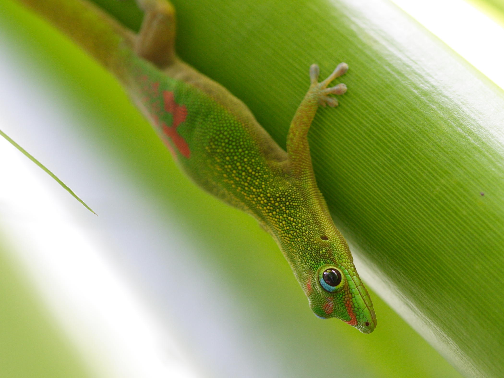 phelsuma_laticauda2bd