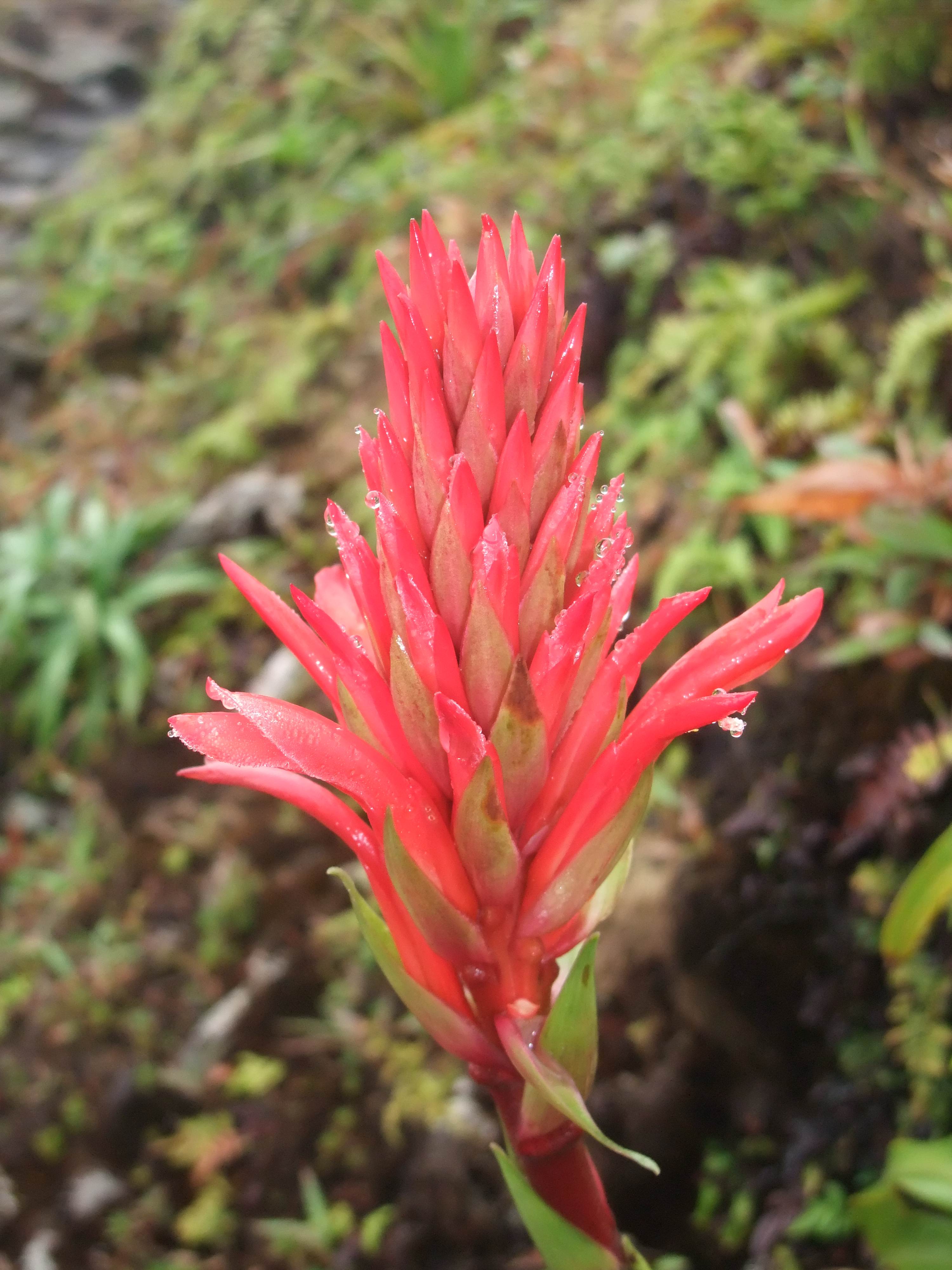 pitcairnia_bifrons1sd