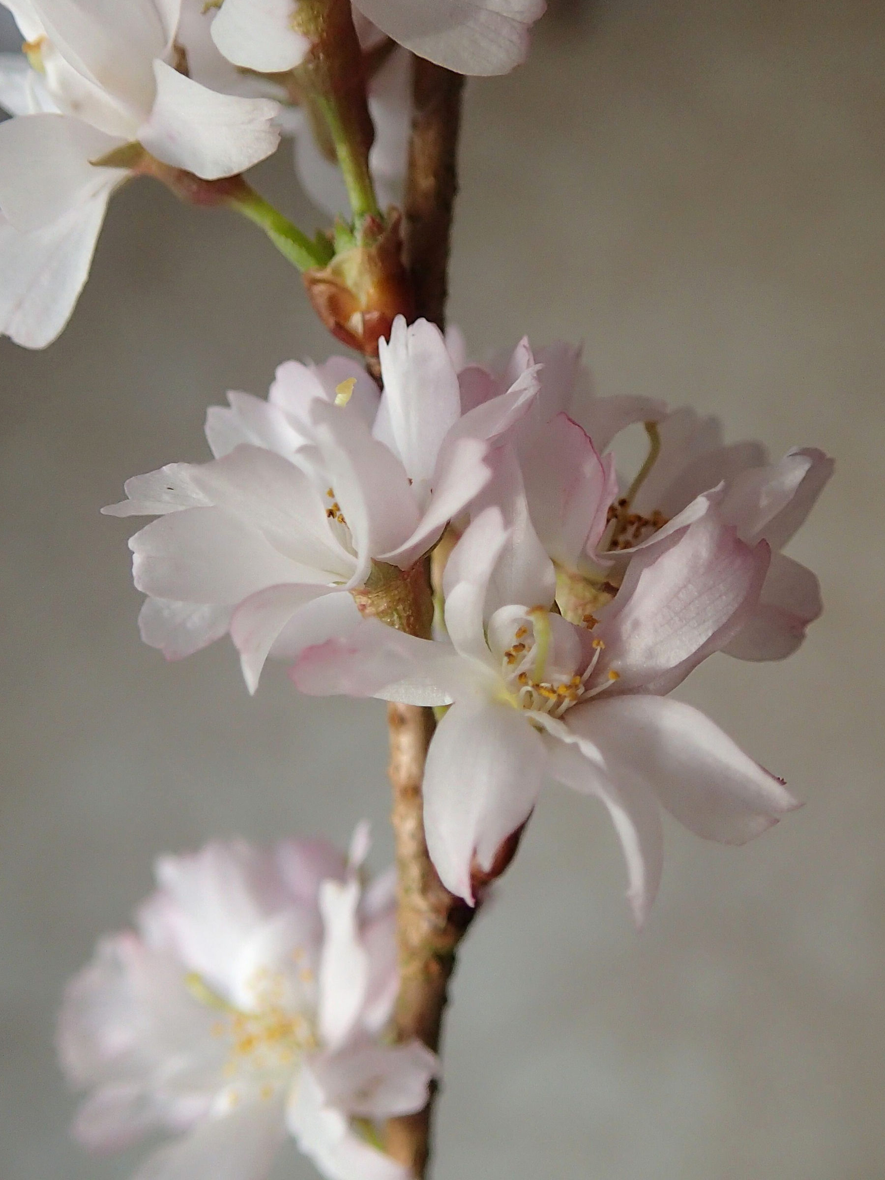 prunus_x_subhirtella1md