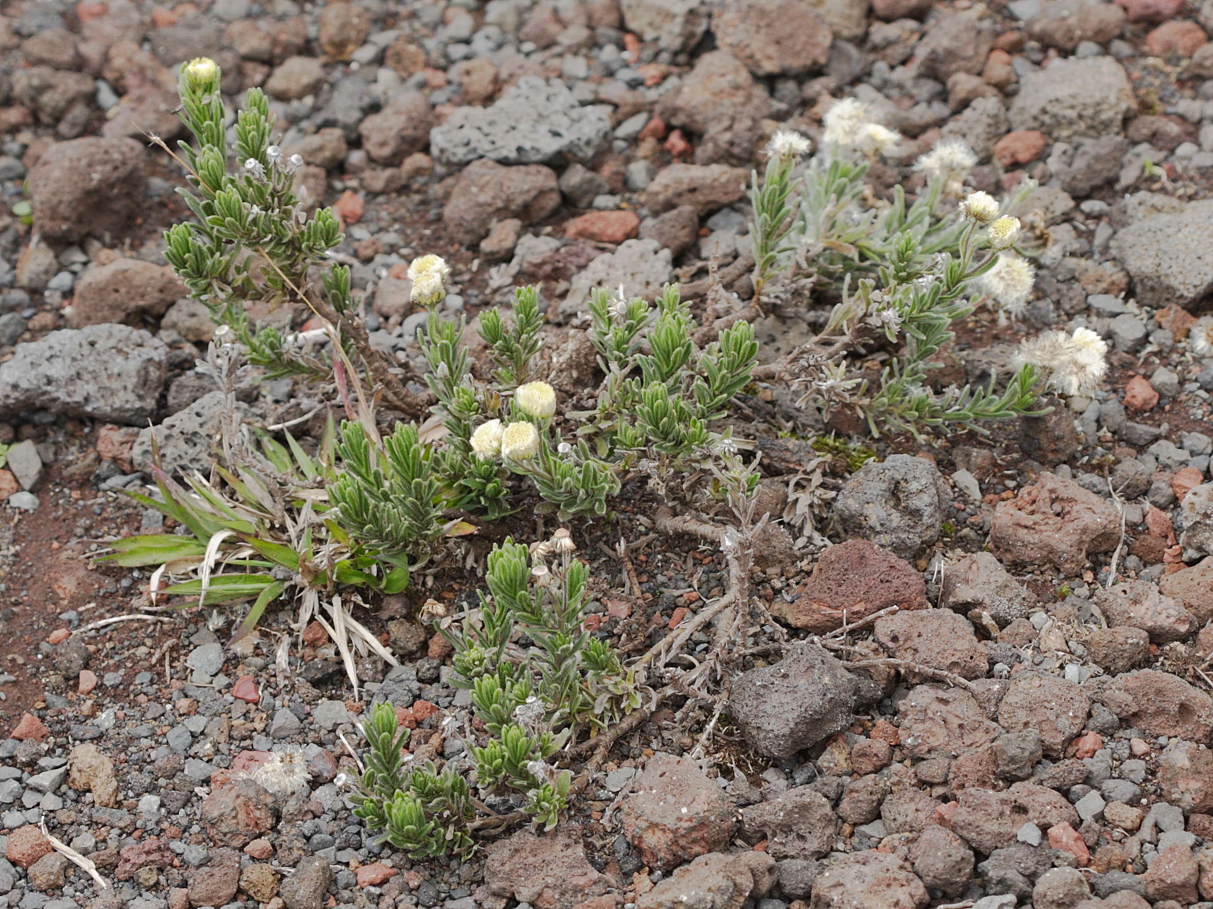 psiadia_callocephala2bd