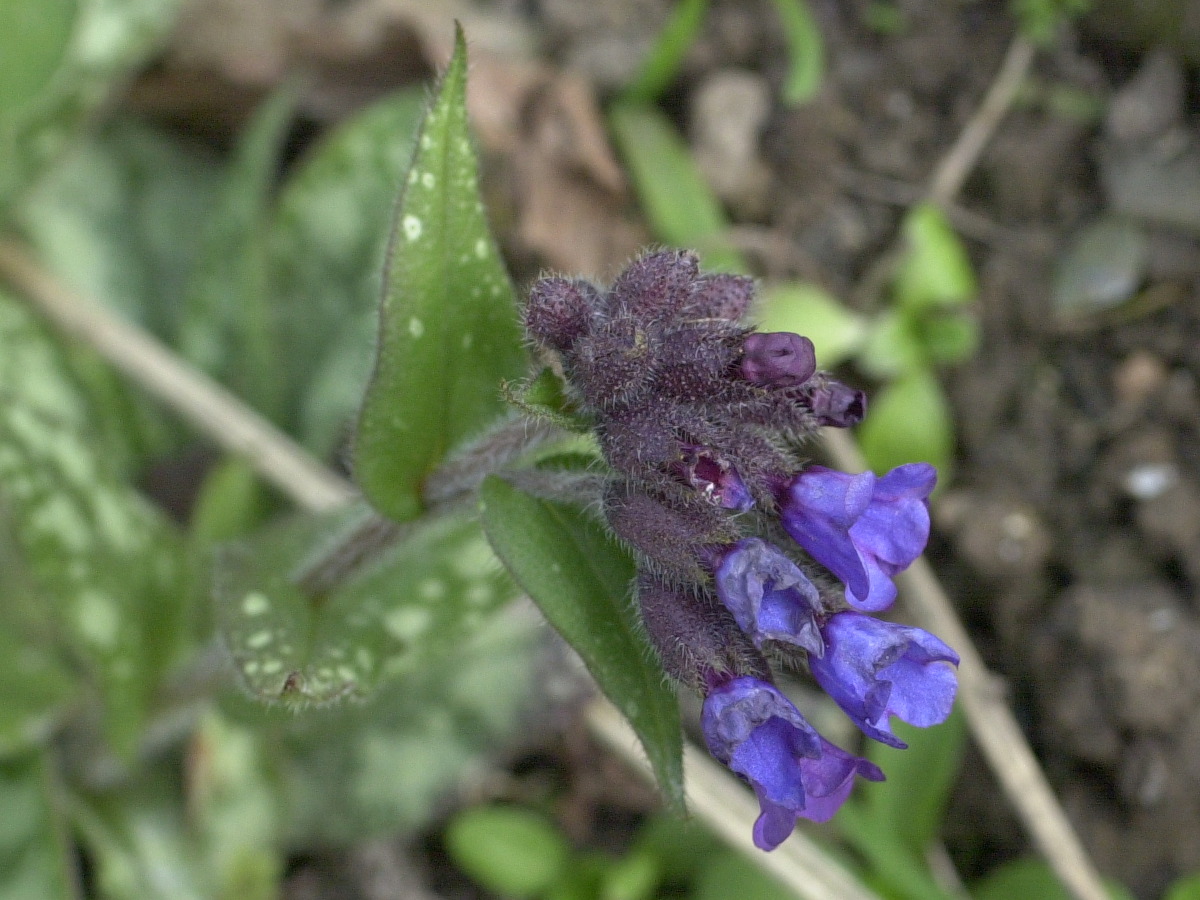 pulmonaria_longifolia2md