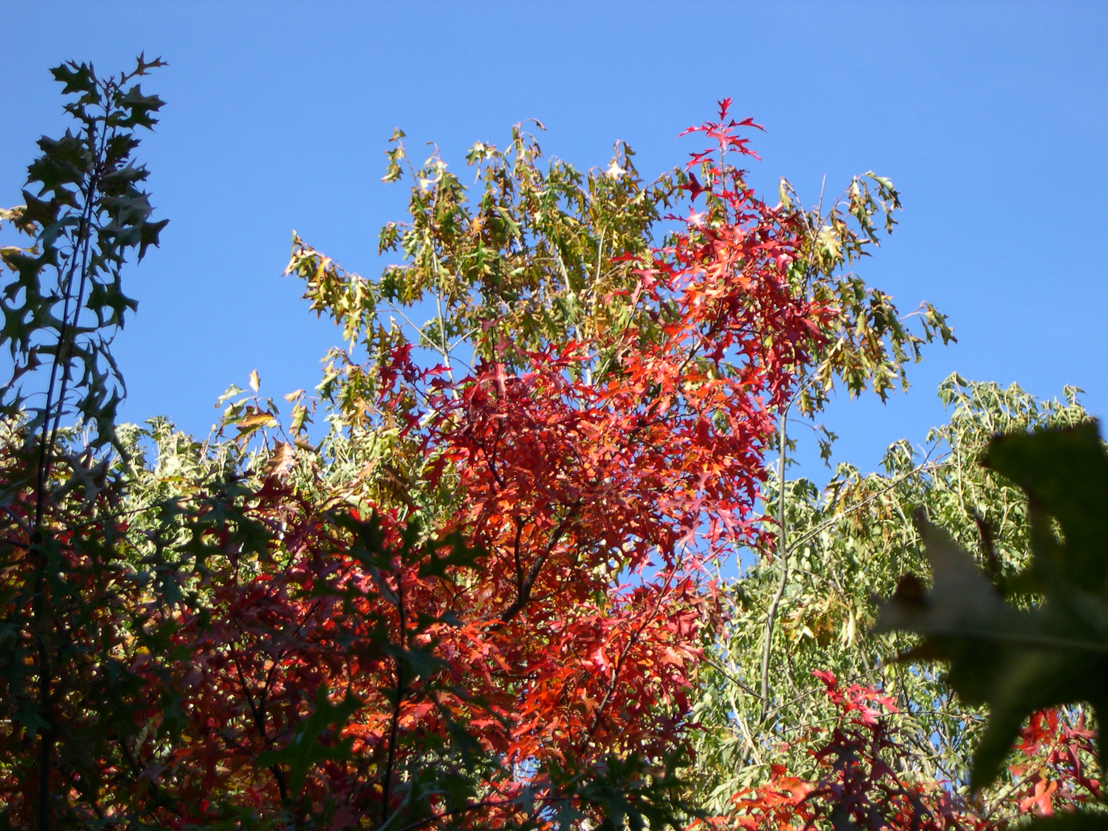 quercus_palustris4md