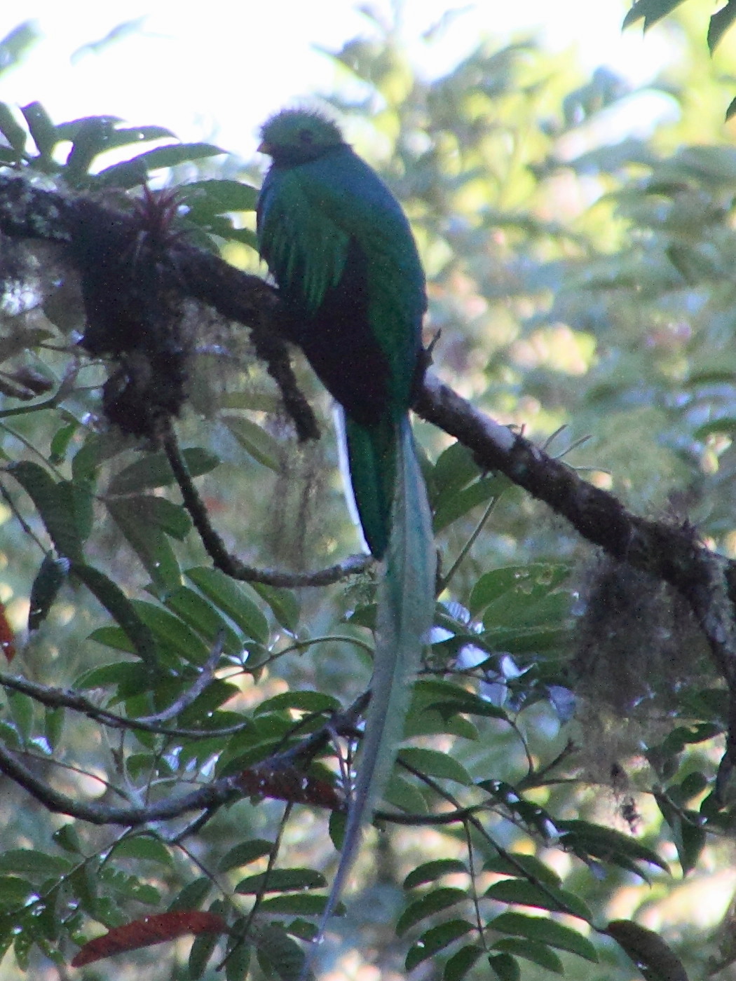 quetzal_resplendissant_-_pharomachus_mocinno2md