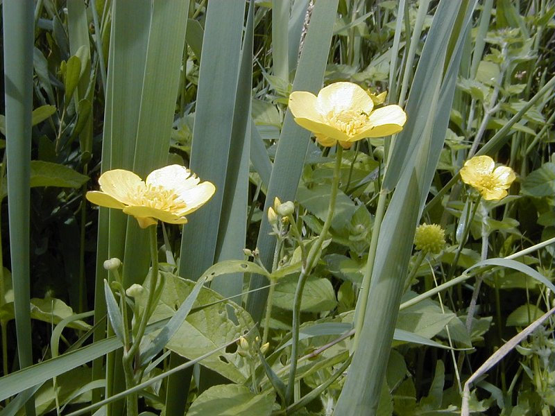 ranunculus_lingua2md