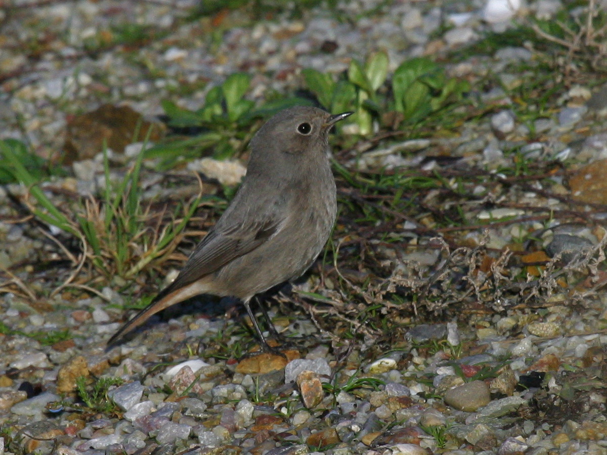 rougequeue_noir_-_phoenicurus_ochruros7bd