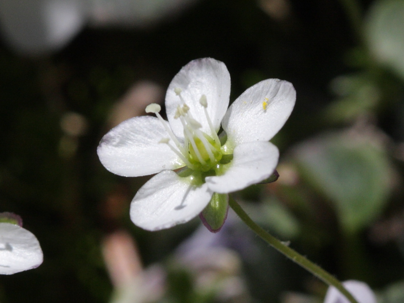 Afficher le média sagina_pilifera3bd sagina_pilifera3bd