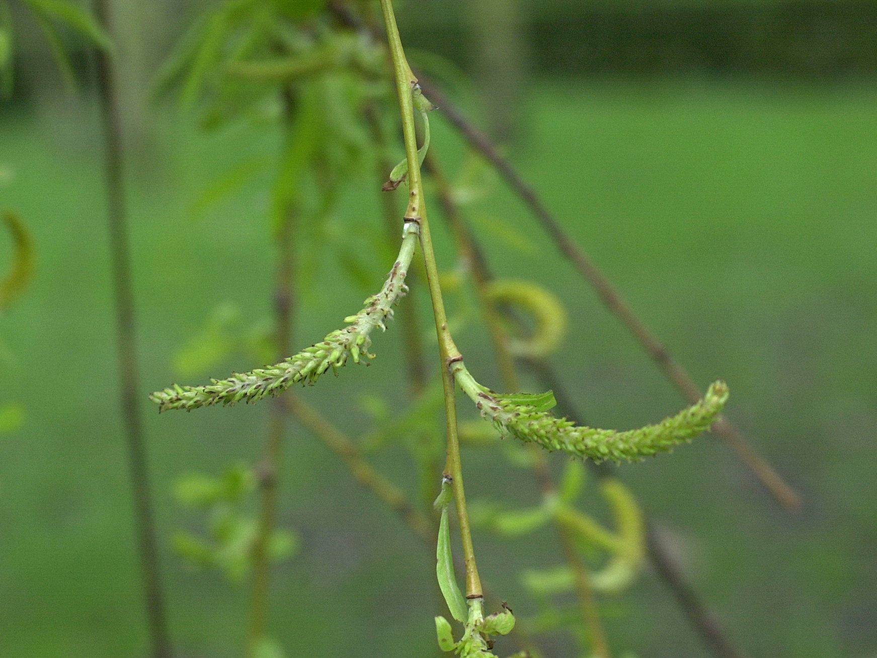 Afficher le média salix_babylonica5md salix_babylonica5md
