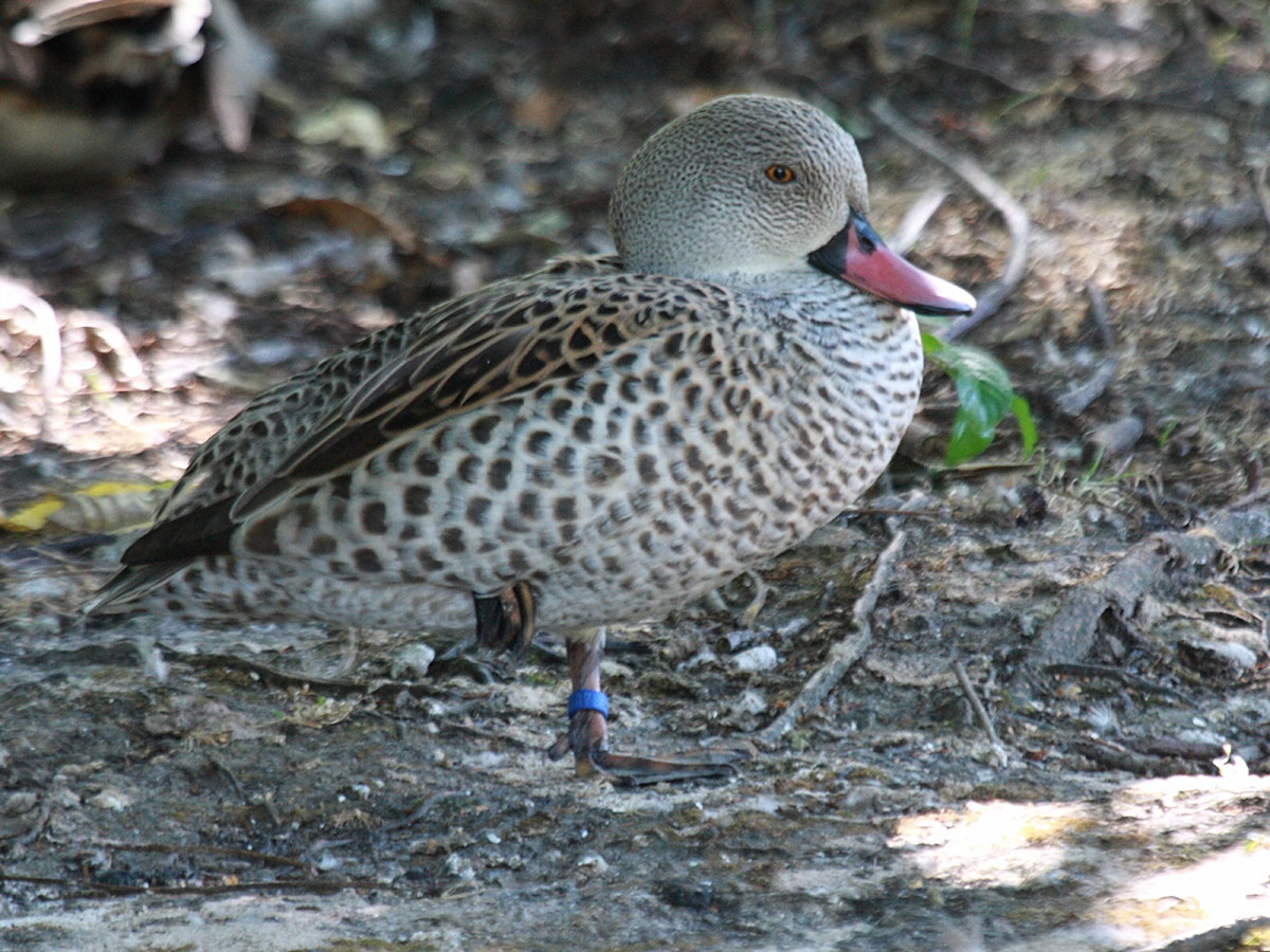 sarcelle_du_cap_-_anas_capensis3bd