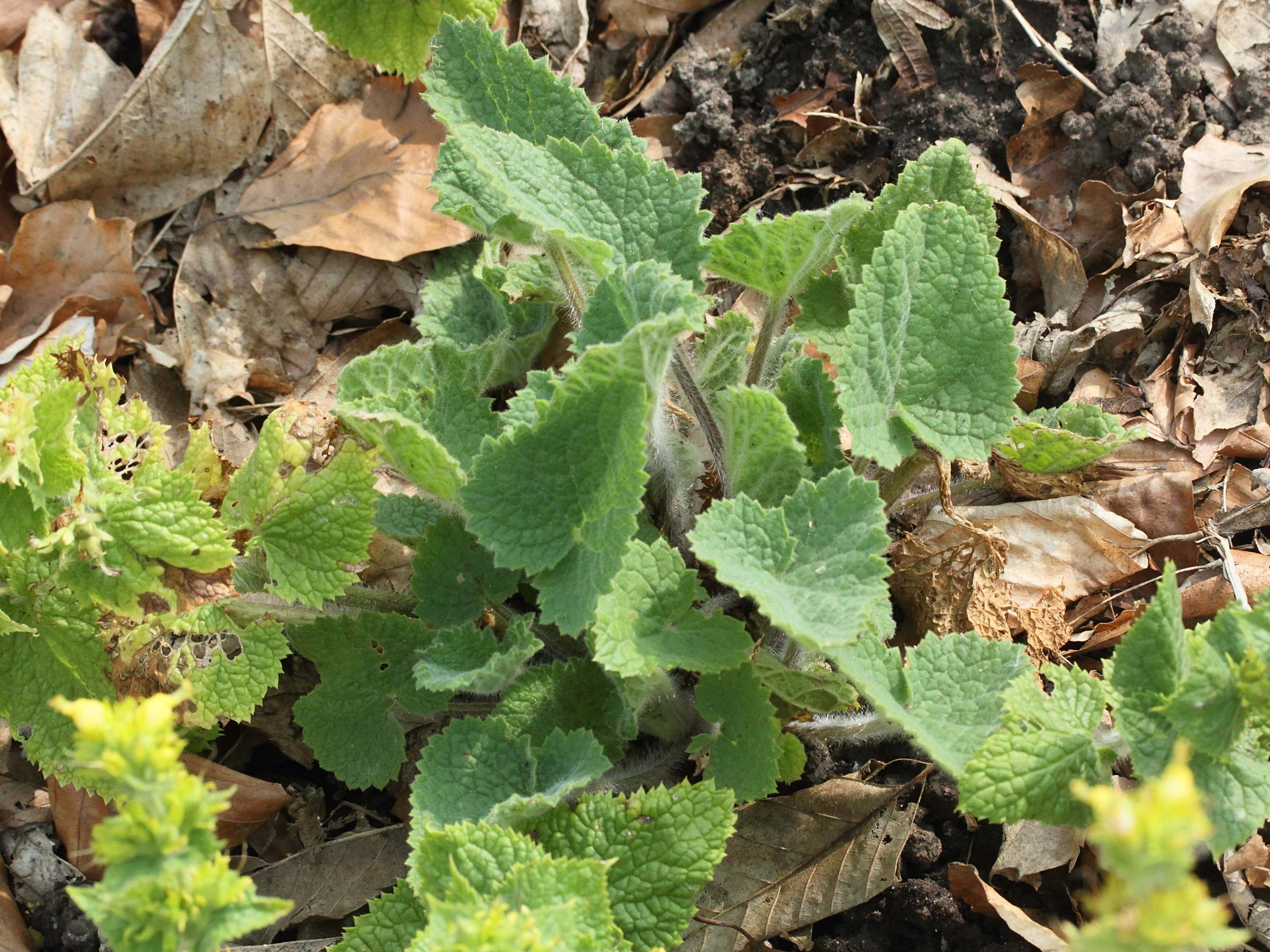 scrophularia_vernalis1md