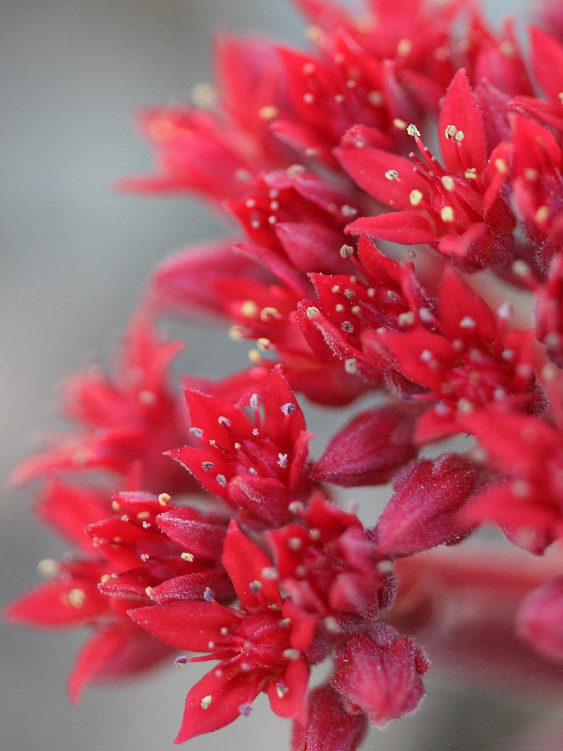 sedum_sempervivoides2bd