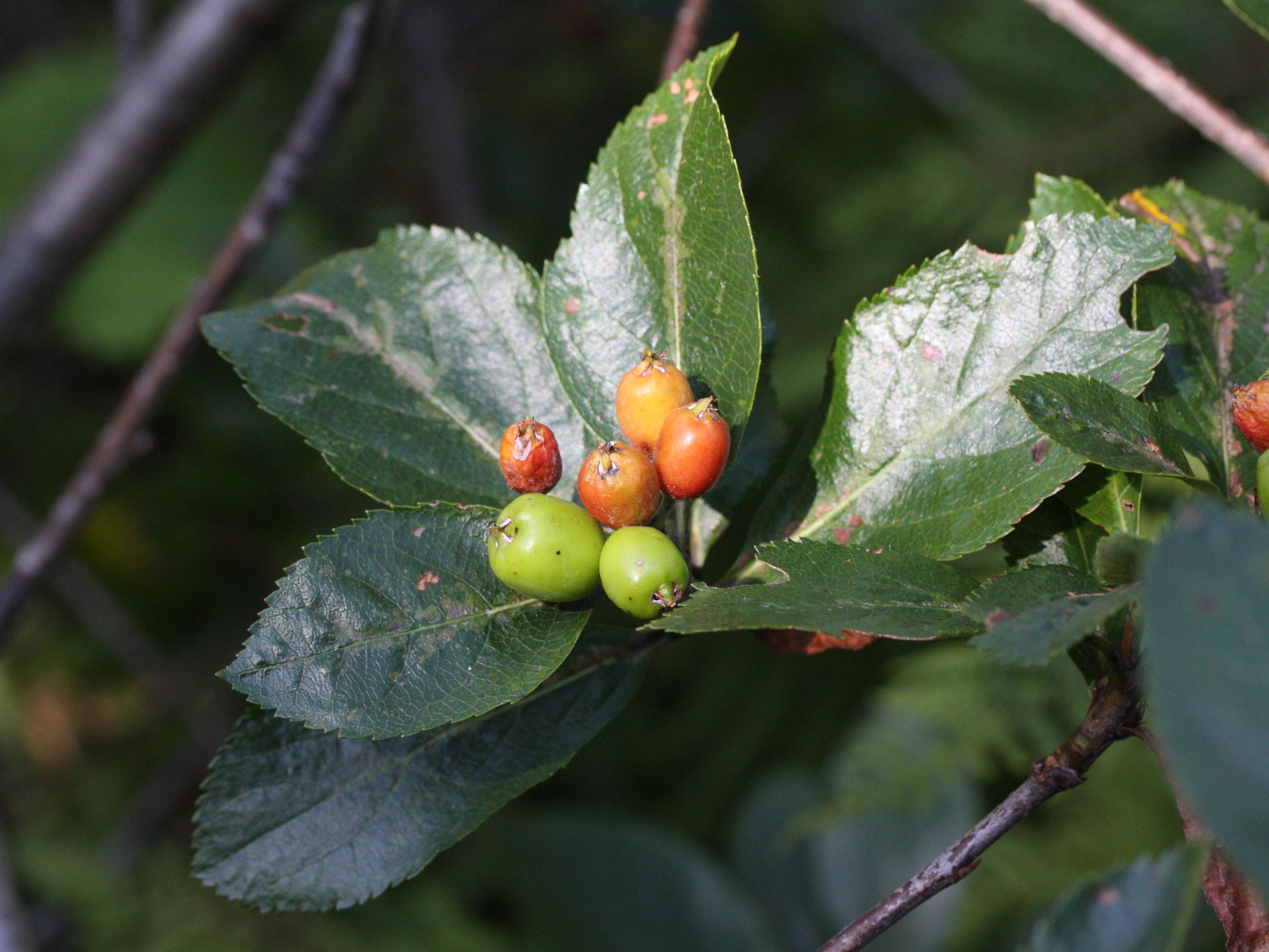 sorbus_chamaespilus2md