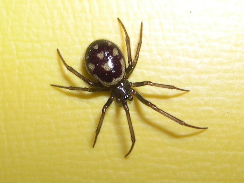steatoda_grossa2md