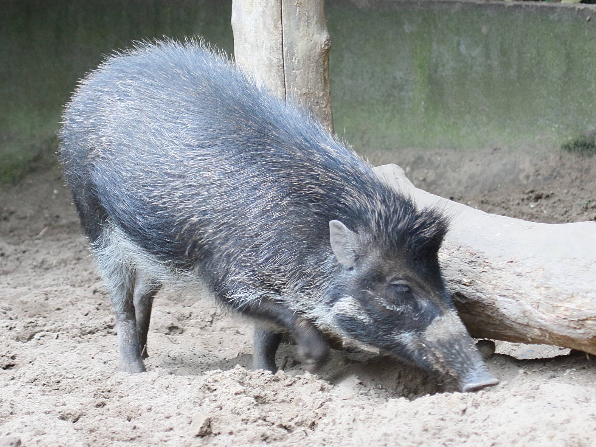 sus_cebifrons_negrinus2bd