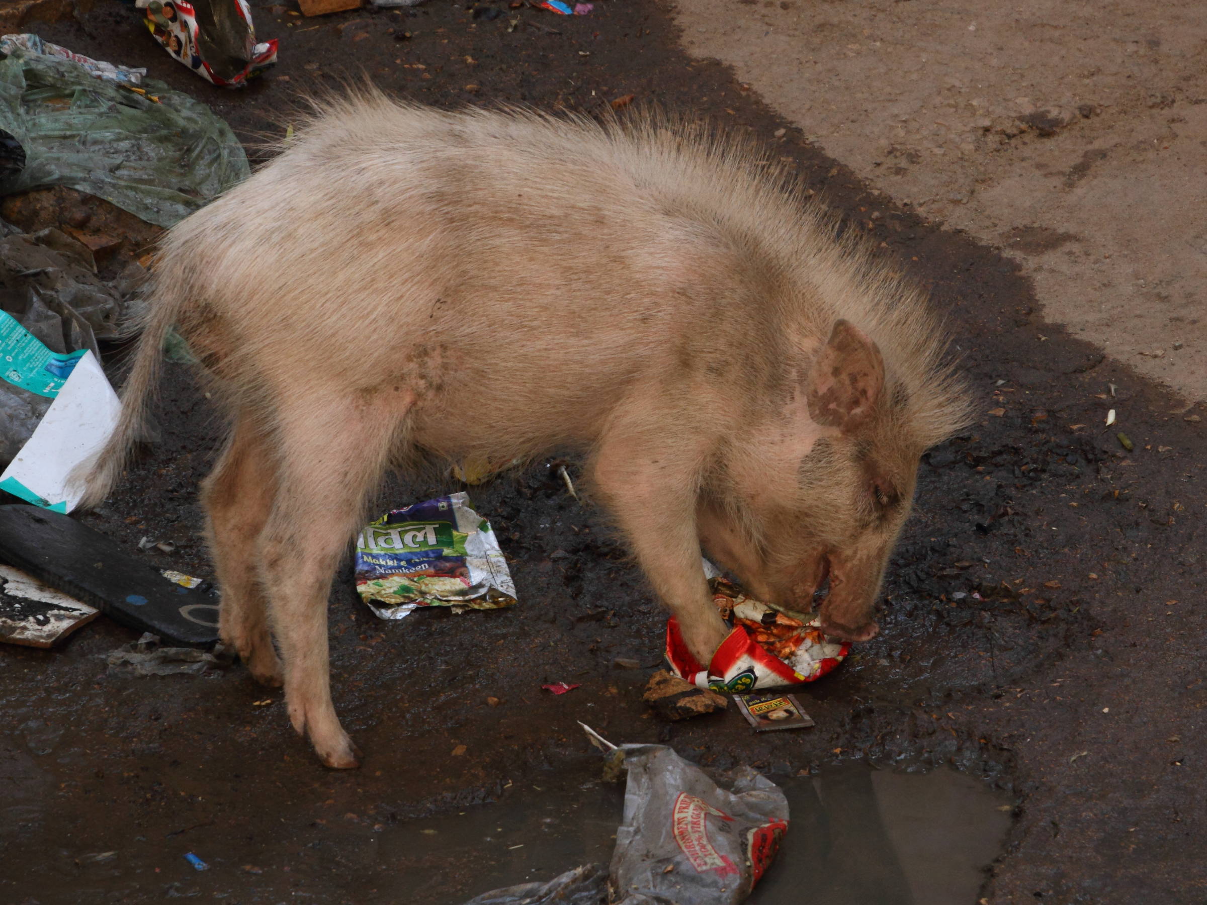 sus_scrofa_domesticus1md