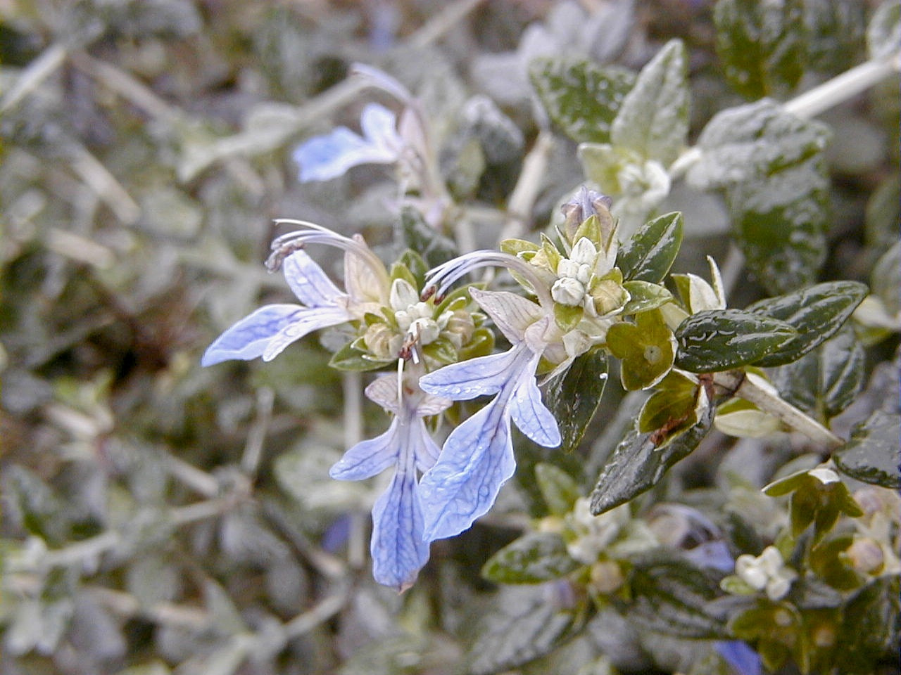 teucrium_fruticans2md