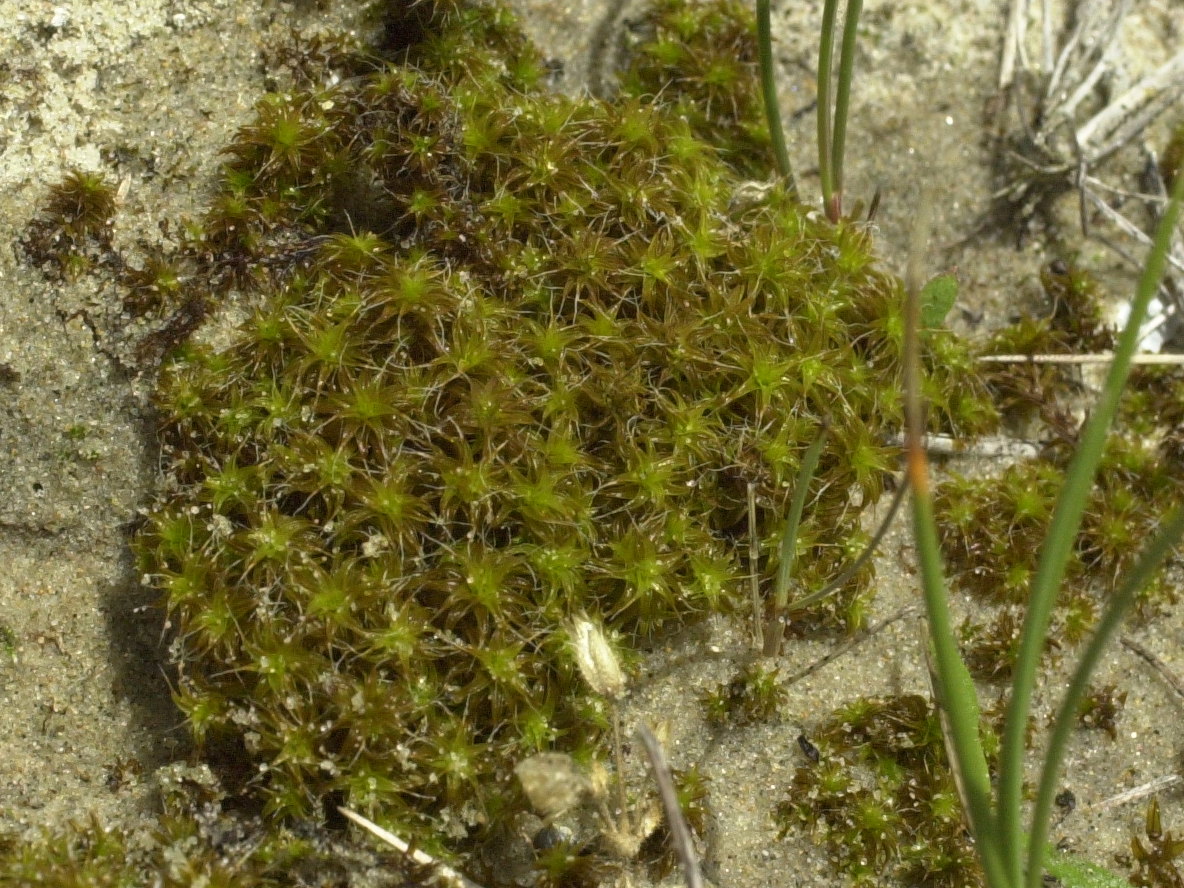 tortula_ruraliformis3md