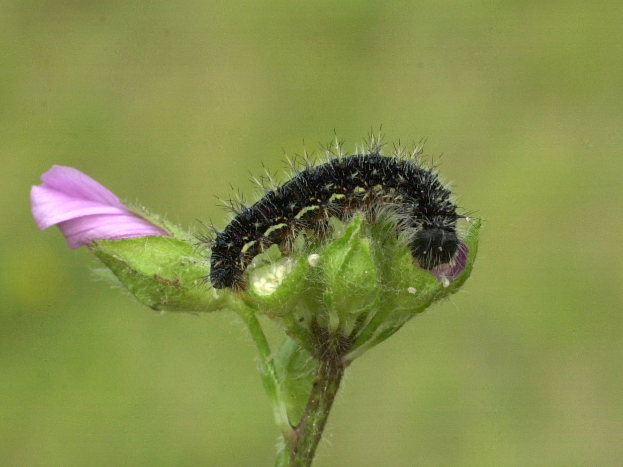 vanessa_cardui_ch1md