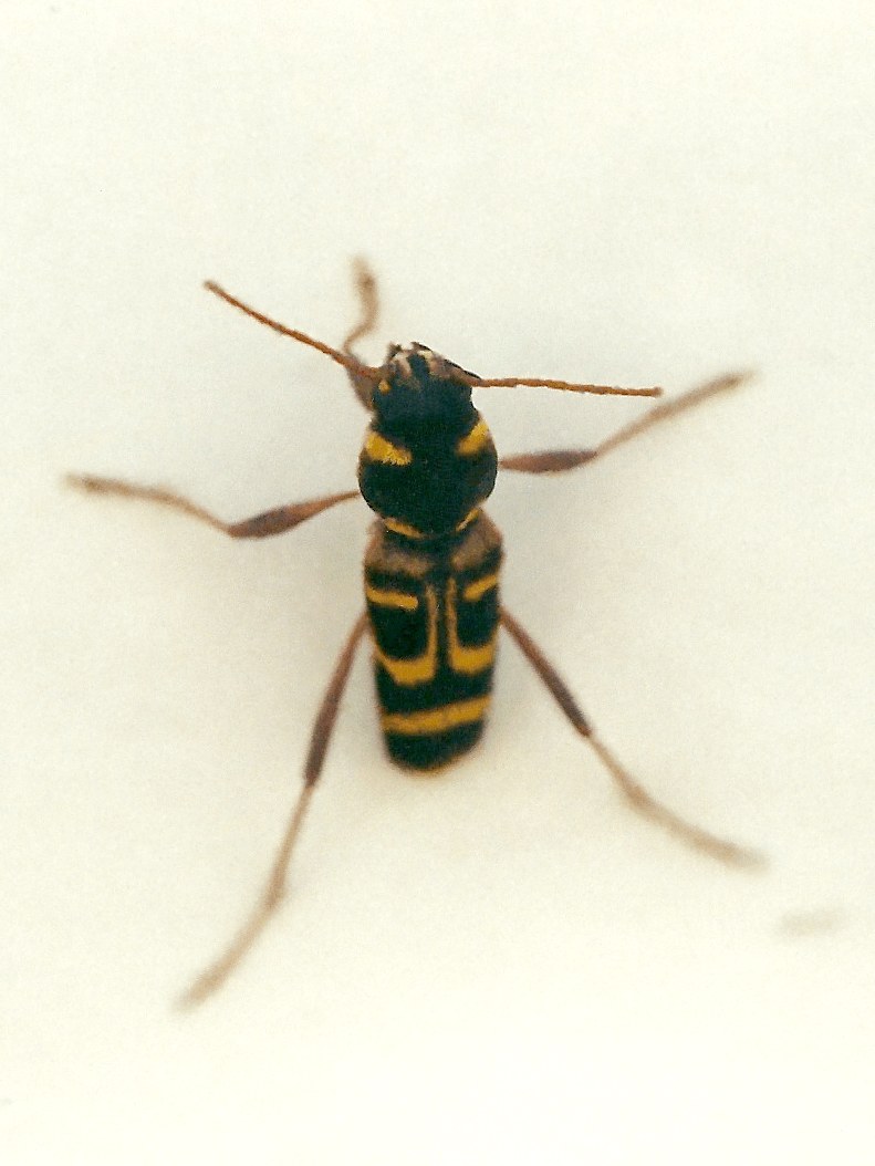 xylotrechus_arvicola5md