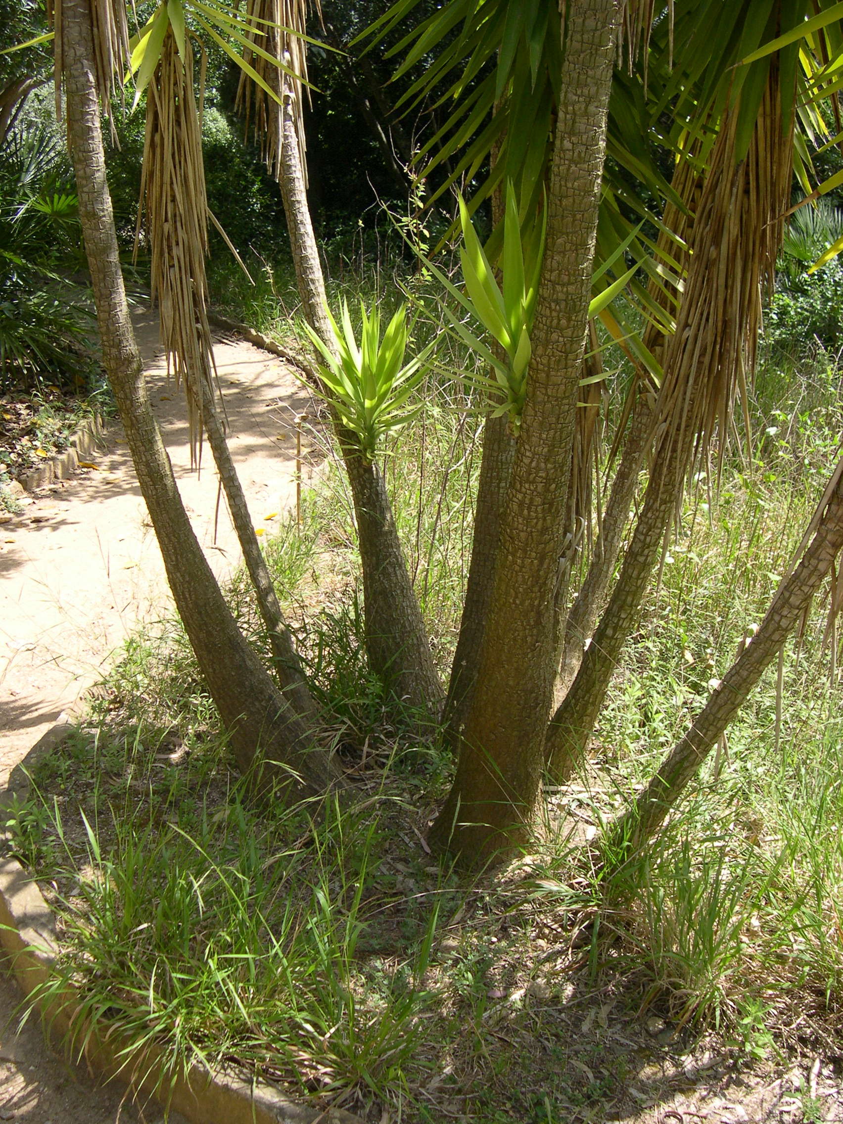 yucca_gigantea2md