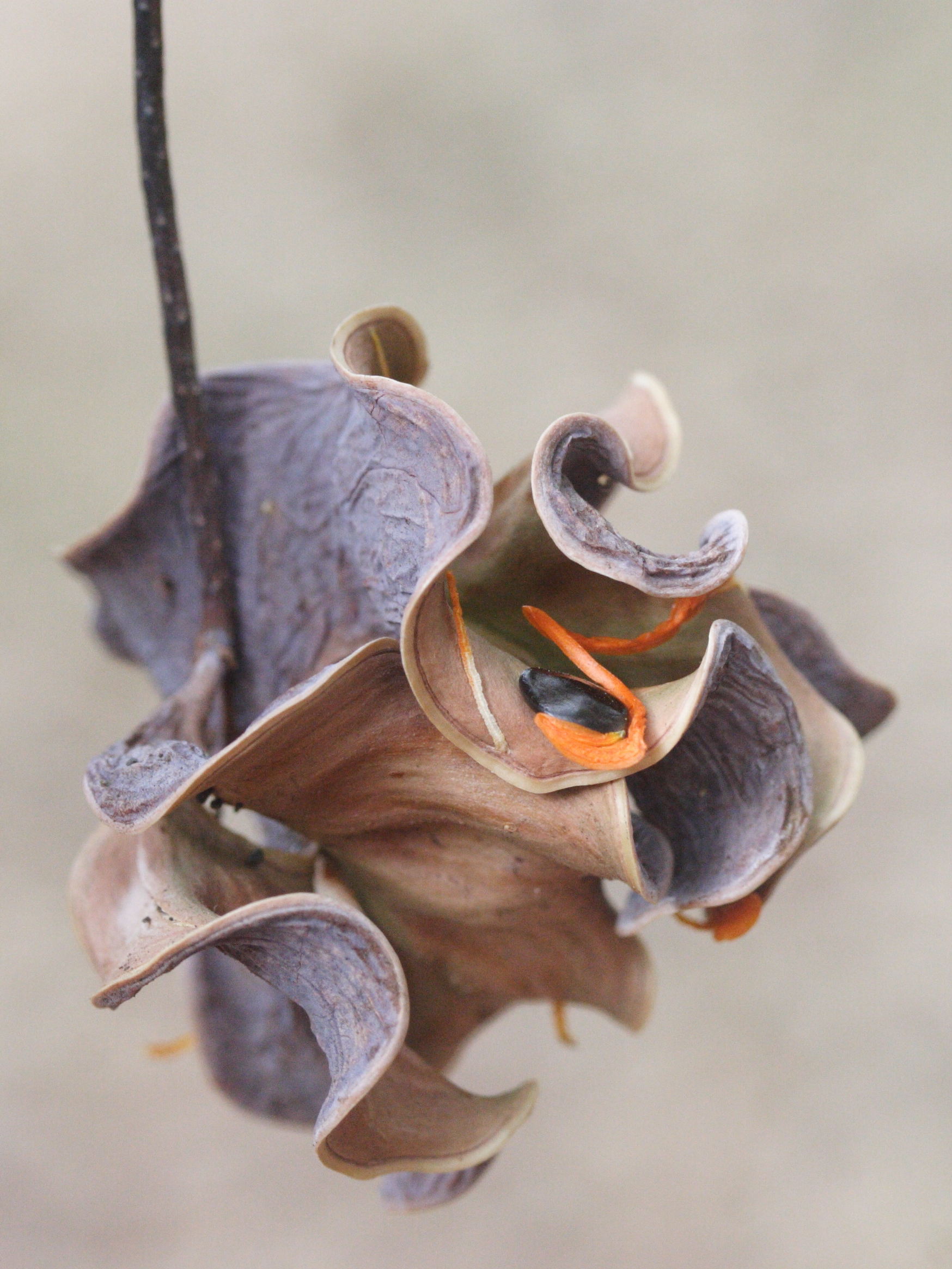 acacia_auriculiformis4bmd