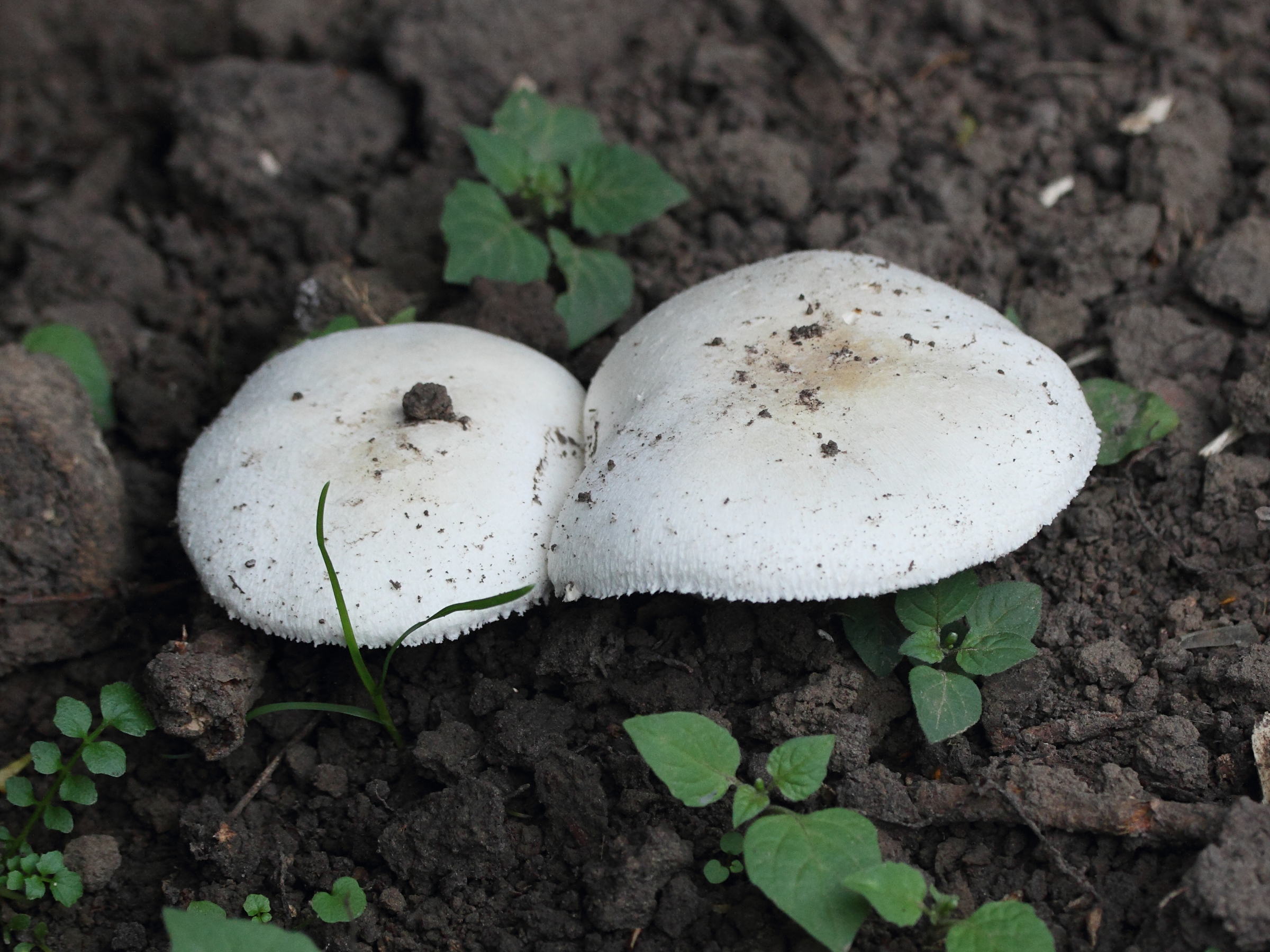 agaricus_silvicola2md