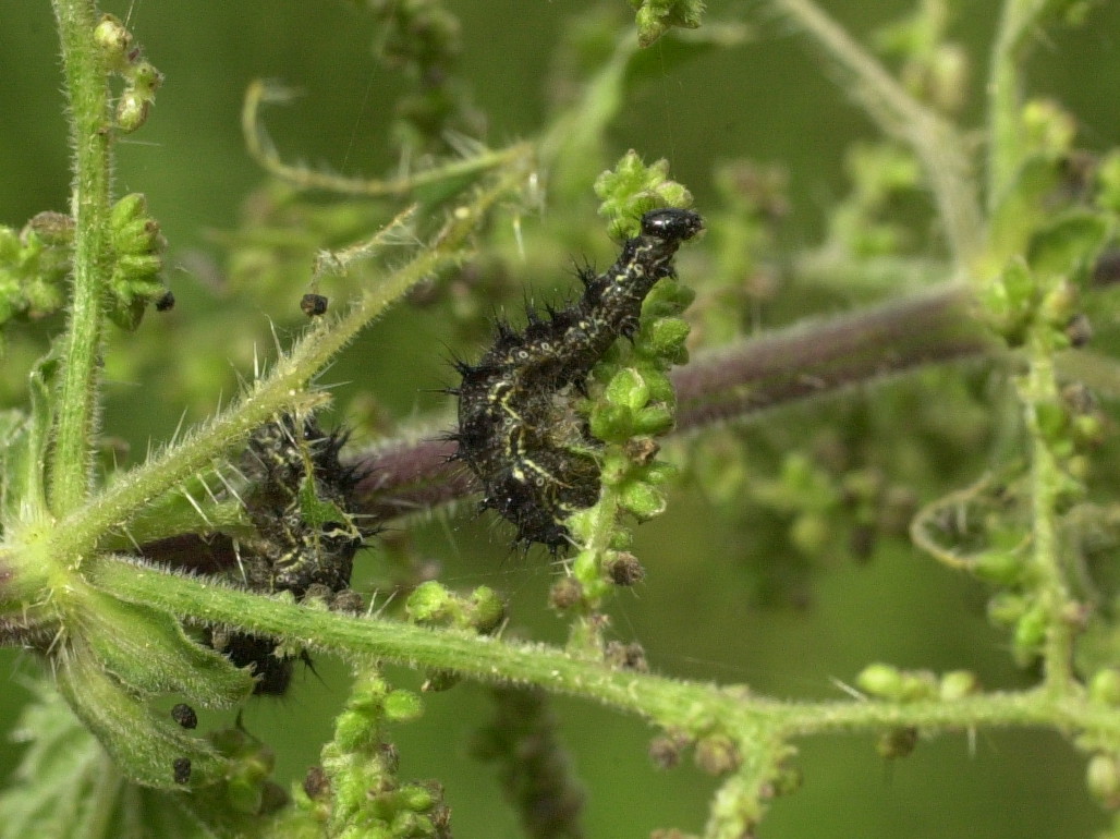 aglais_urticae_ch2md