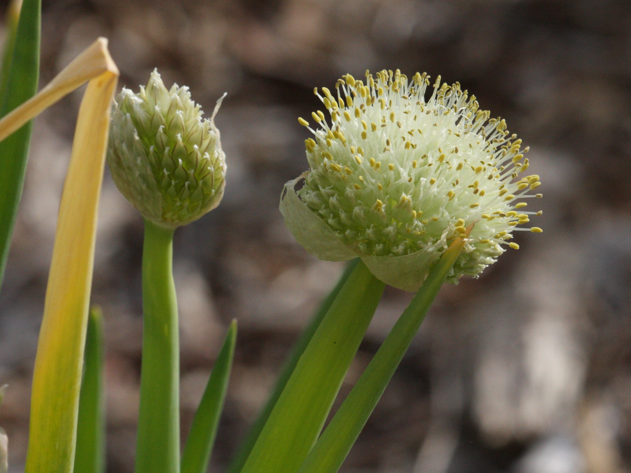 allium_fistulosum2md
