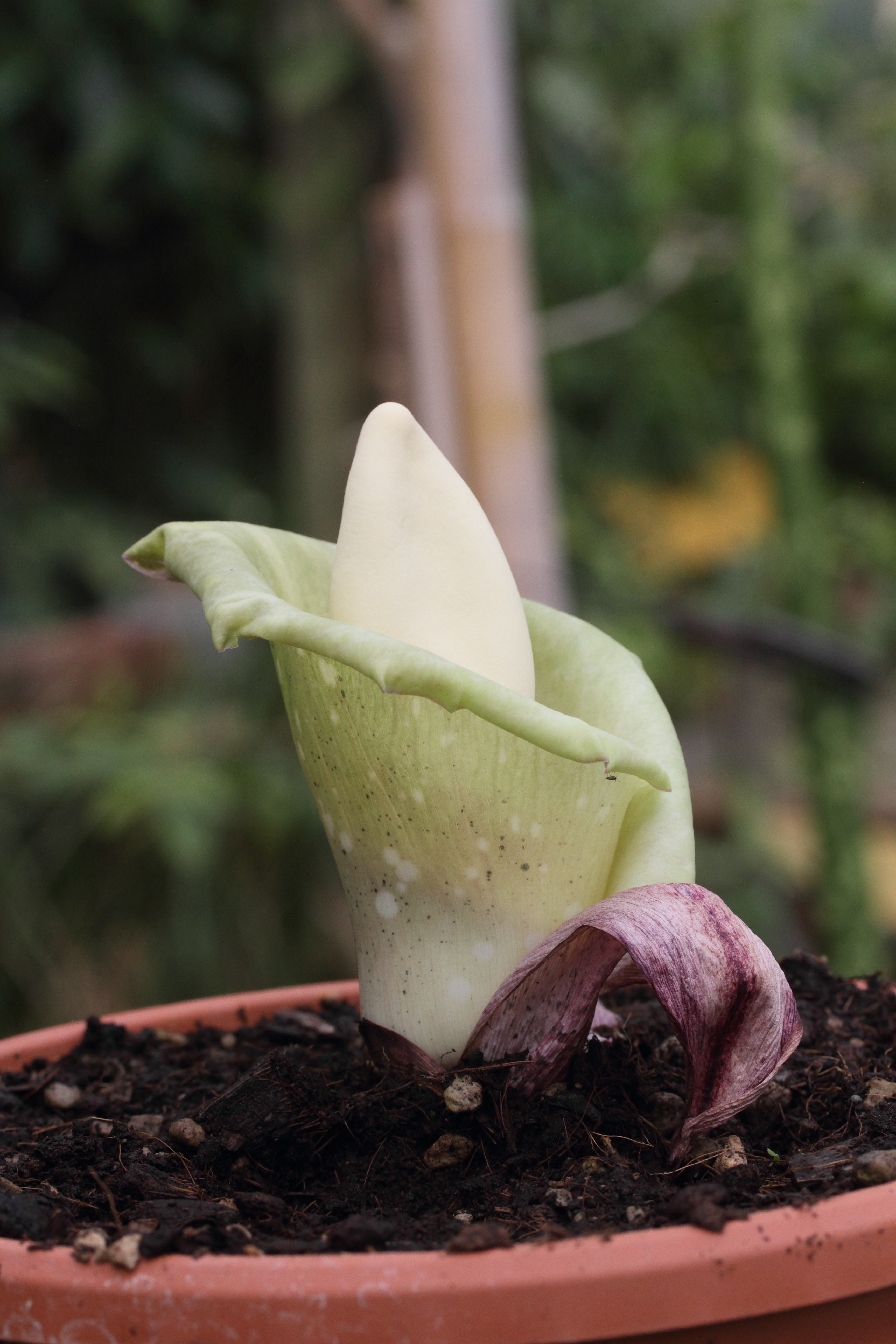 amorphophallus_prainii1md