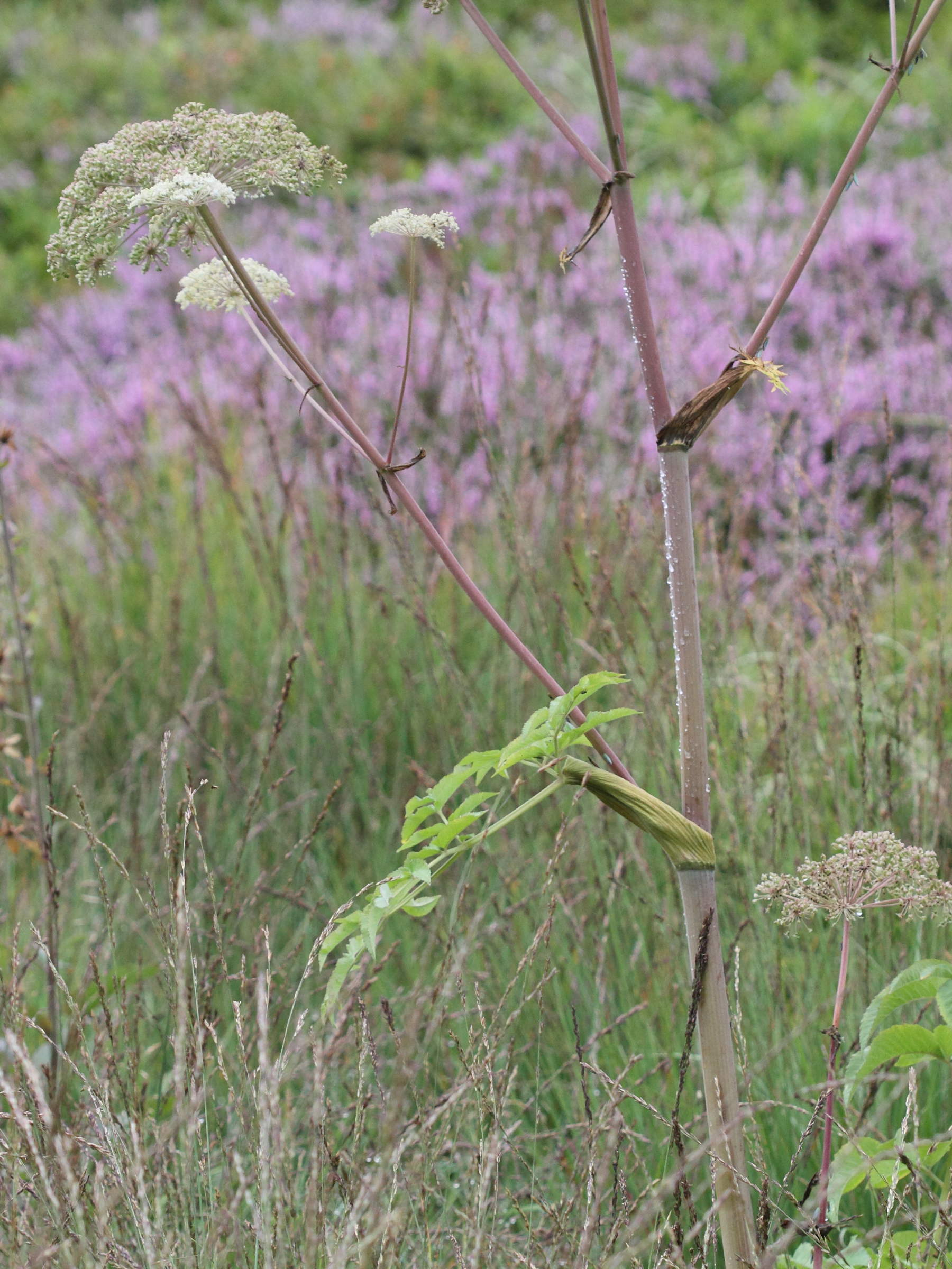 angelica_sylvestris6md