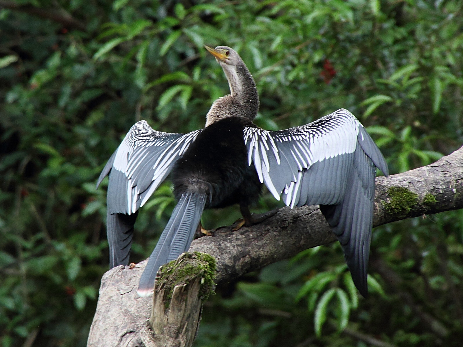 anhinga_d-amerique_-_anhinga_anhinga4md