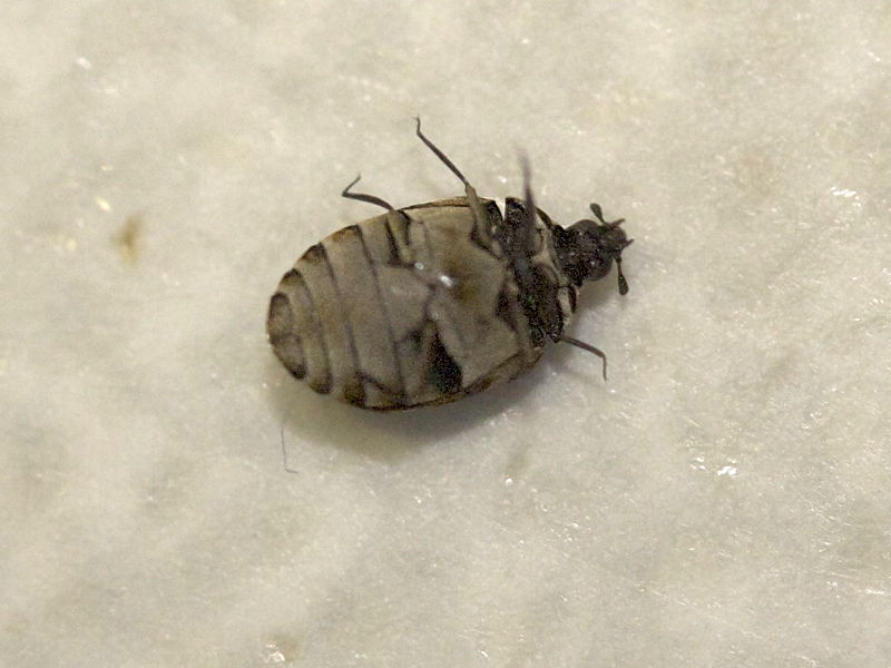 anthrenus_verbasci2md