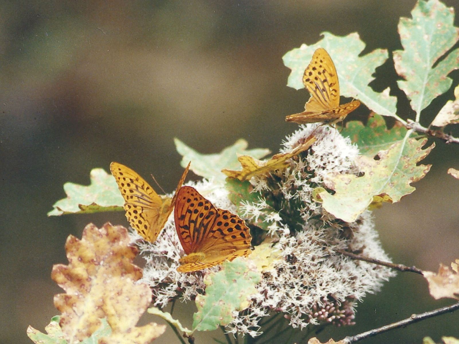 argynnis_paphia1amd