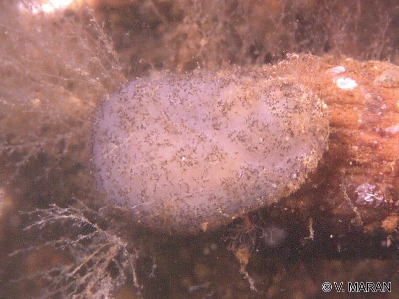 ascidiella_aspersa1vm