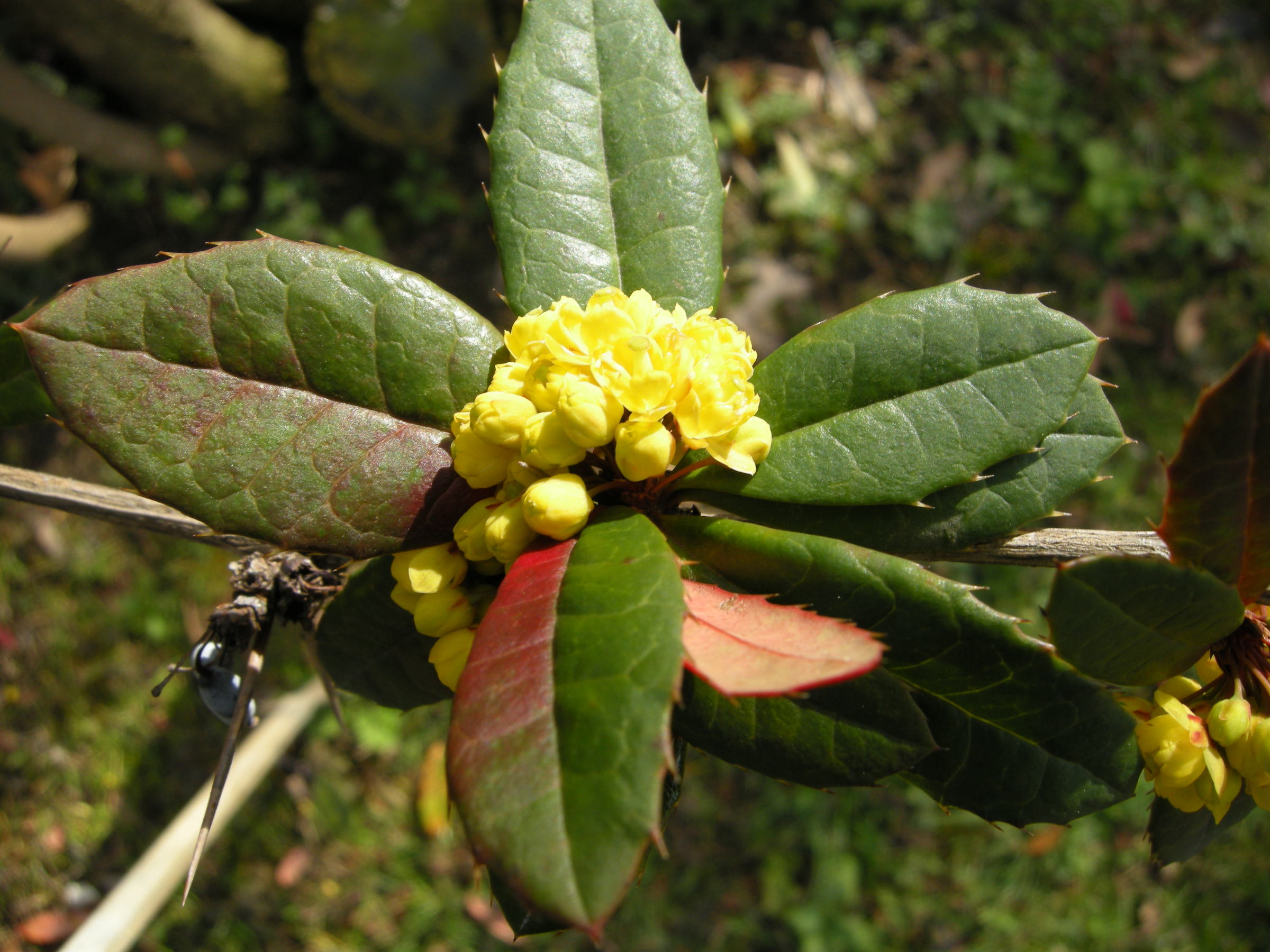 Afficher le média berberis_julianae2md berberis_julianae2md