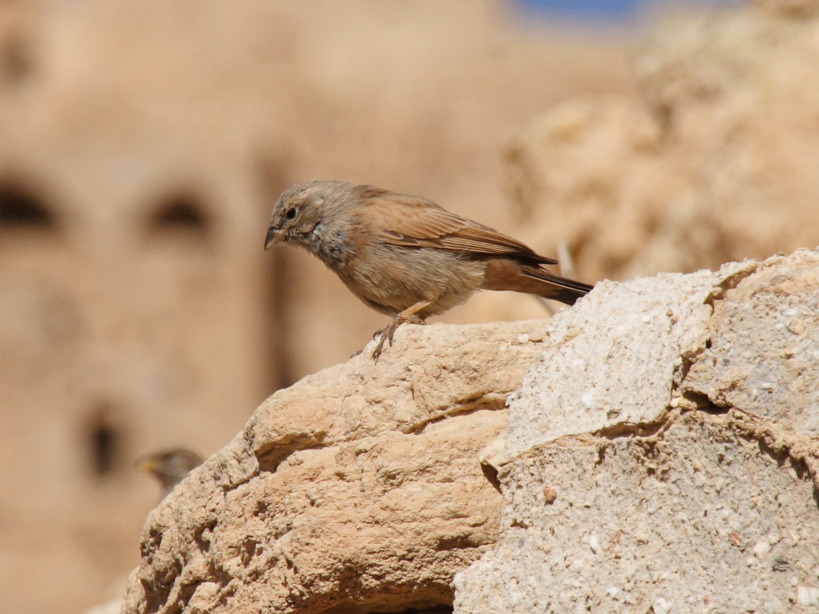bruant_striole_-_emberiza_striolata1bd