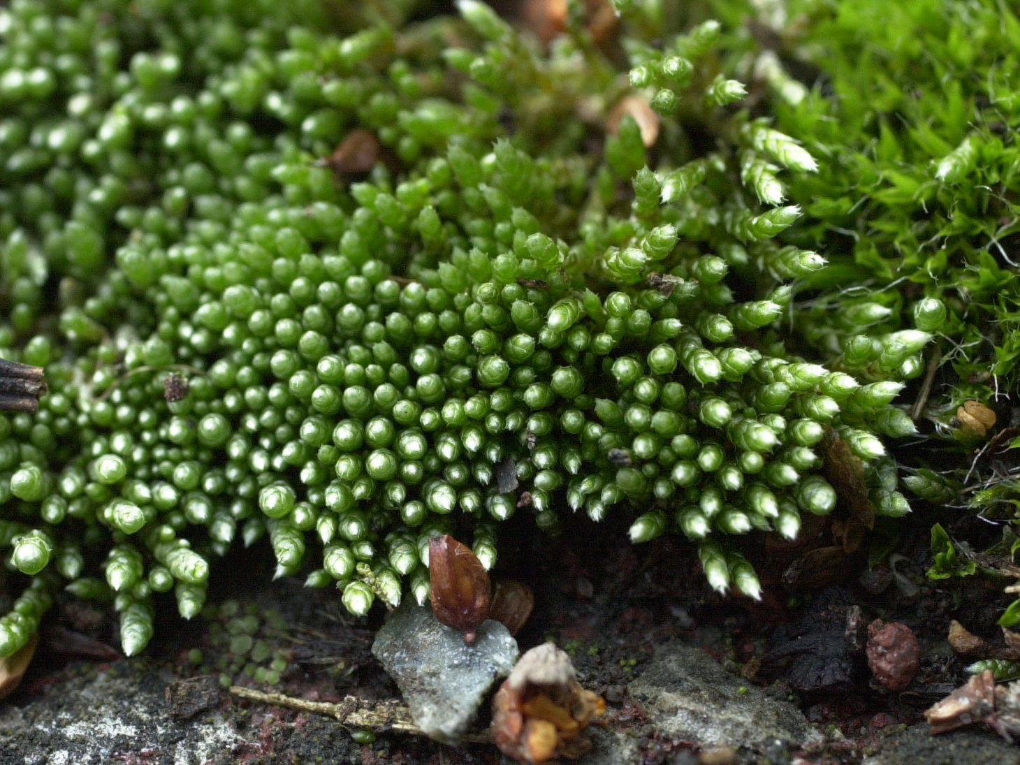 bryum_argenteum3md