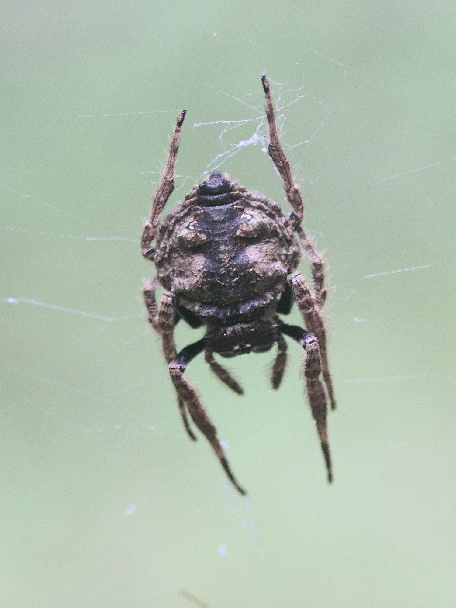 caerostris_mayottensis2md